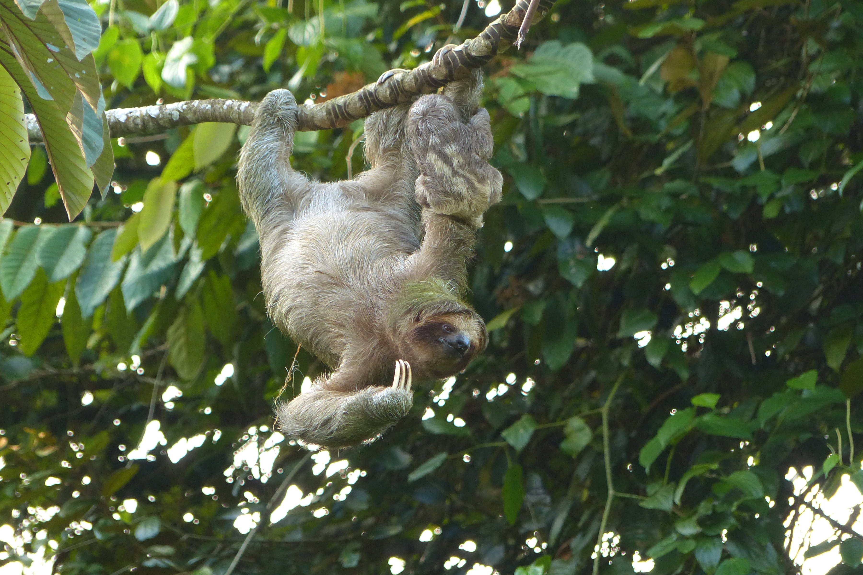 La Fortuna Wild Sloth Safari