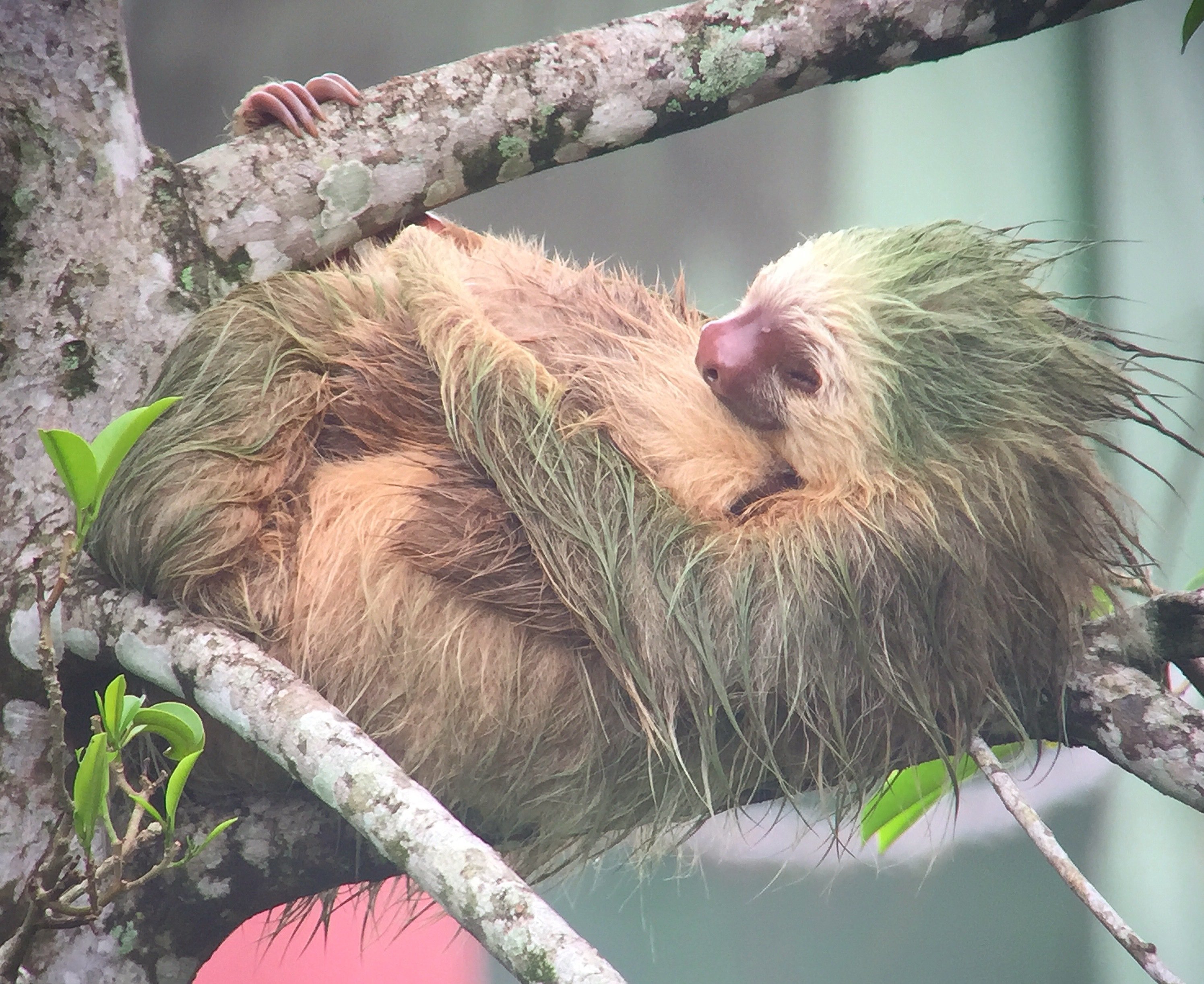 La Fortuna Wild Sloth Safari