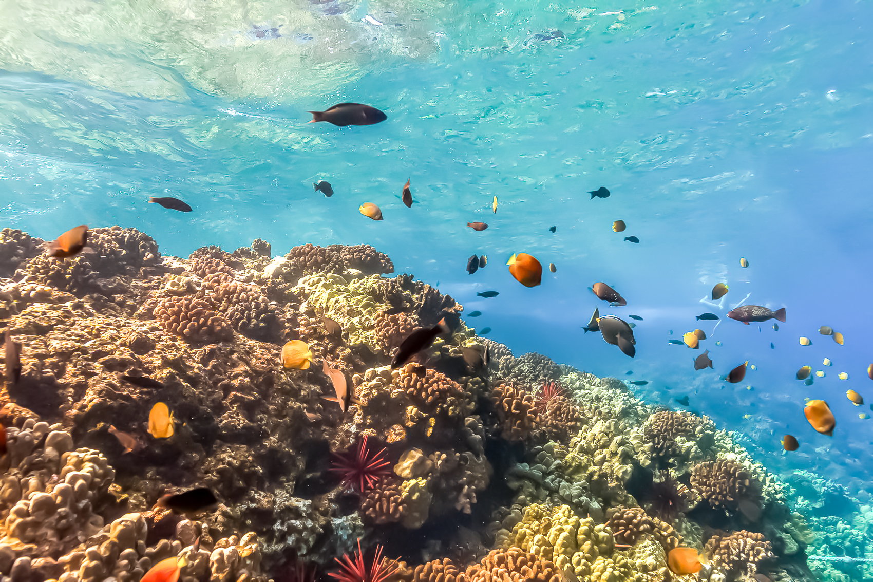 Eco-Friendly Molokini & Turtle Town Tour with Meals - south Maui, Hawaii (4 of 13)