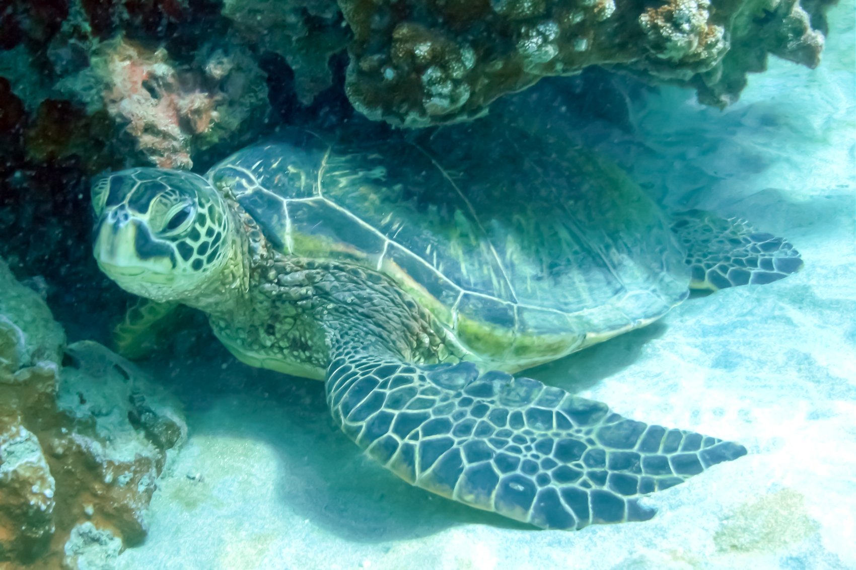 Eco-Friendly Molokini & Turtle Town Tour with Meals - south Maui, Hawaii (5 of 13)