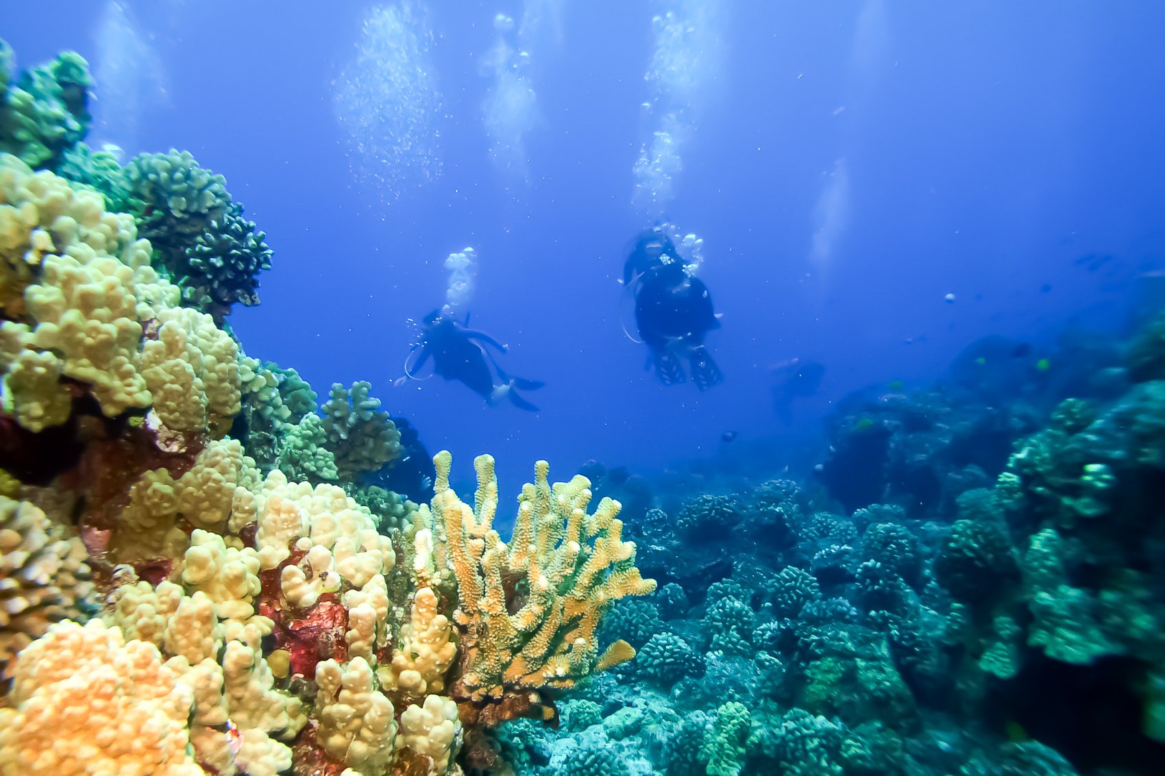 Eco-Friendly Molokini & Turtle Town Tour with Meals - south Maui, Hawaii (6 of 13)
