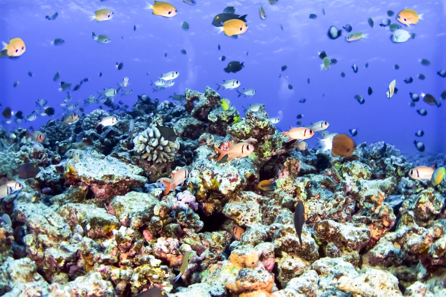 Eco-Friendly Molokini & Turtle Town Tour with Meals - south Maui, Hawaii (8 of 13)