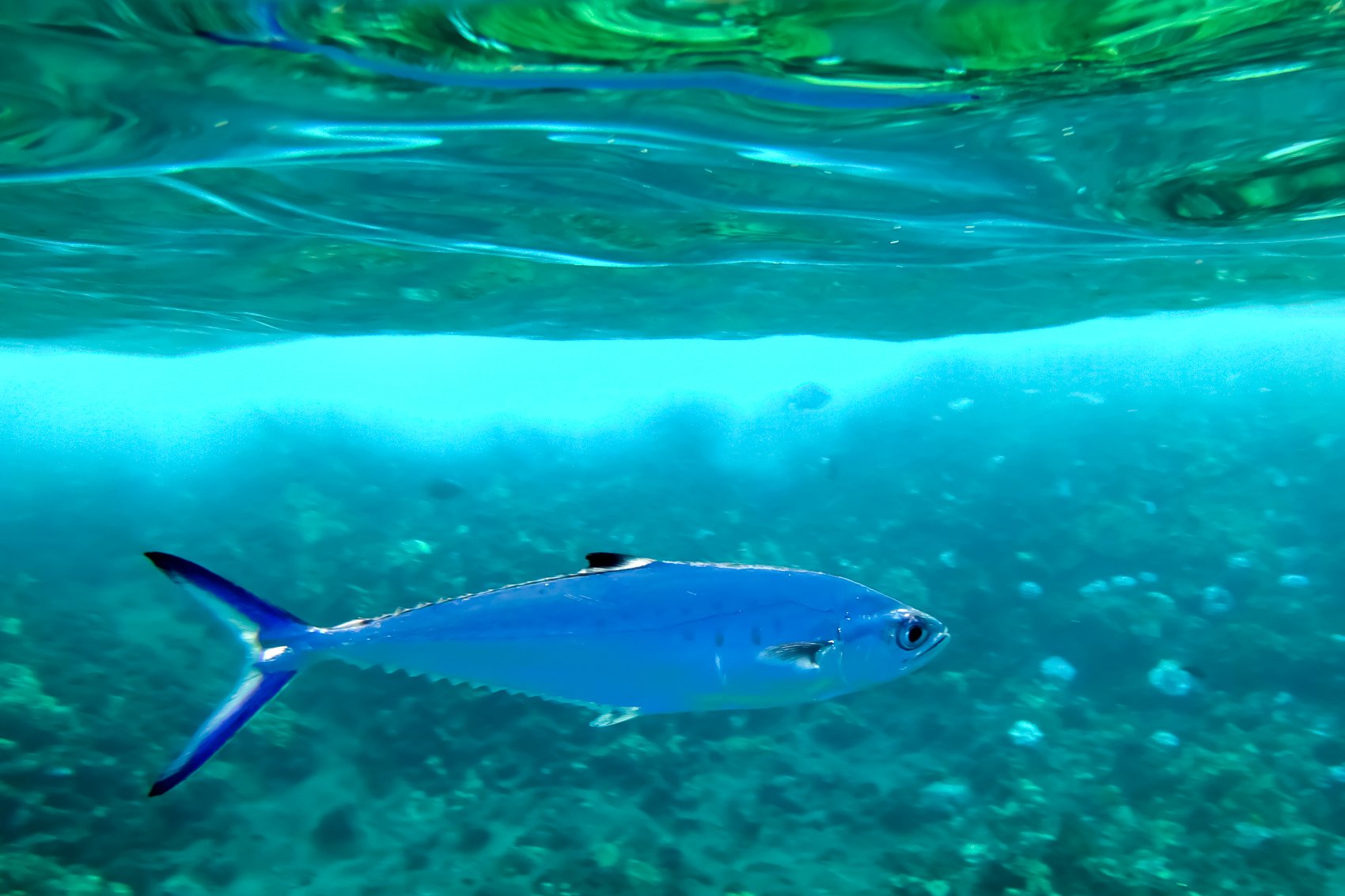 Eco-Friendly Molokini & Turtle Town Tour with Meals - south Maui, Hawaii (9 of 13)
