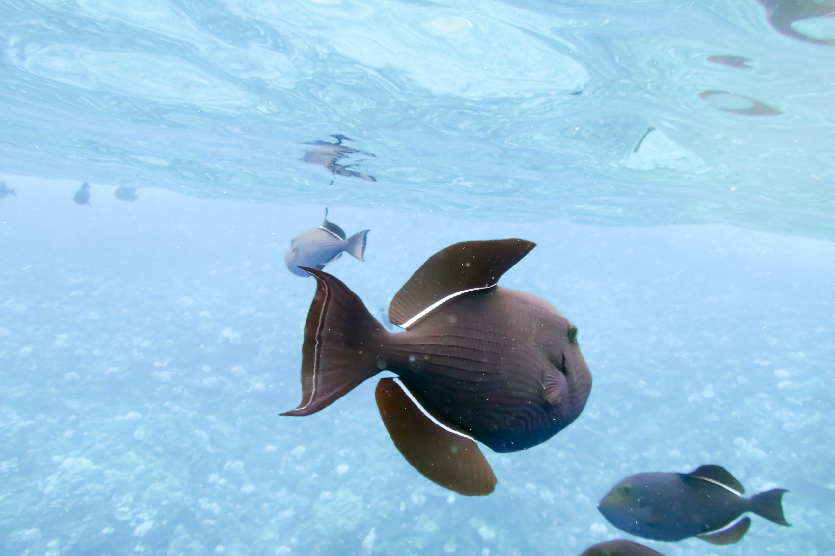Eco-Friendly Molokini & Turtle Town Tour with Meals - south Maui, Hawaii (10 of 13)