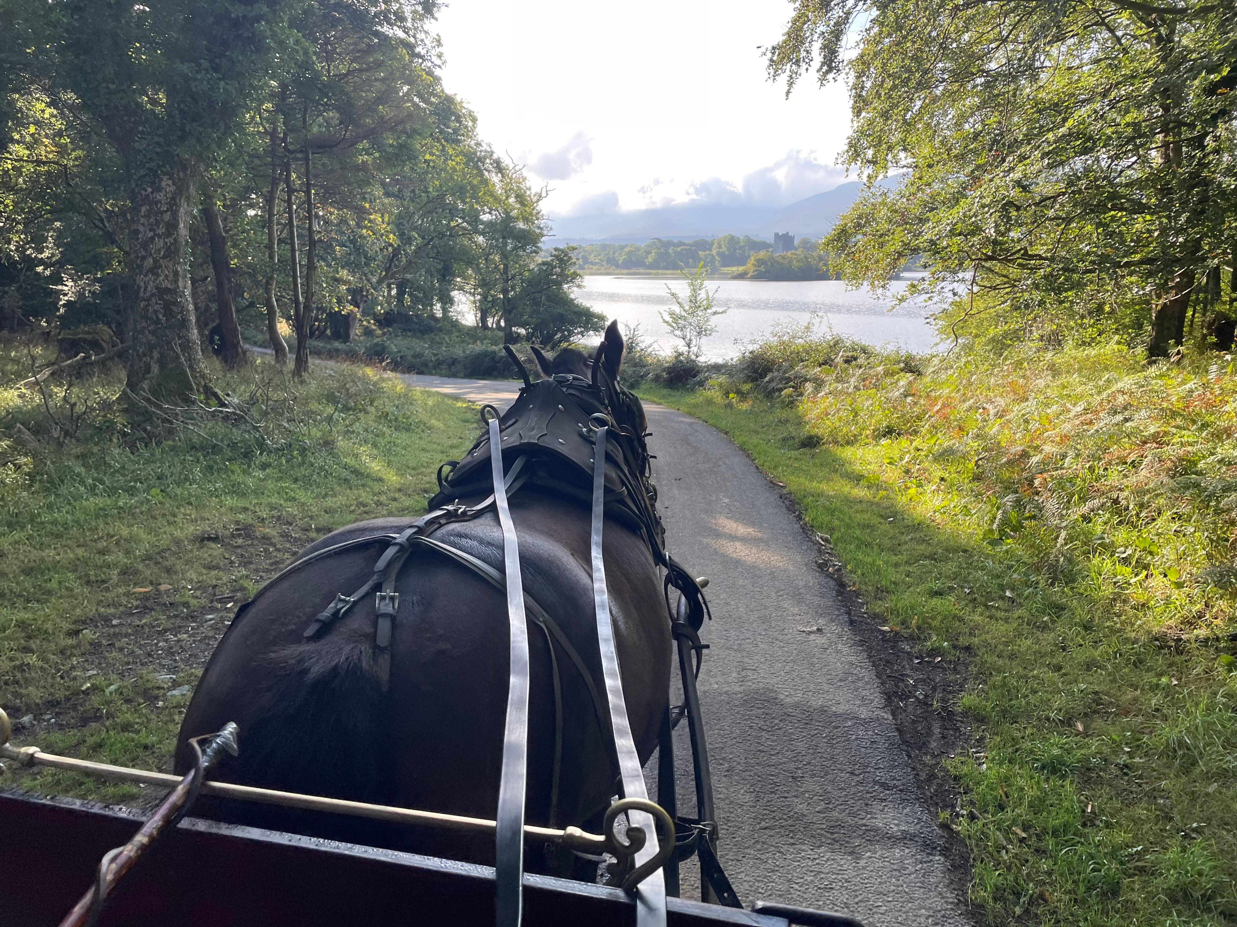 Horse-Drawn Carriage Tour of Killarney National Park
