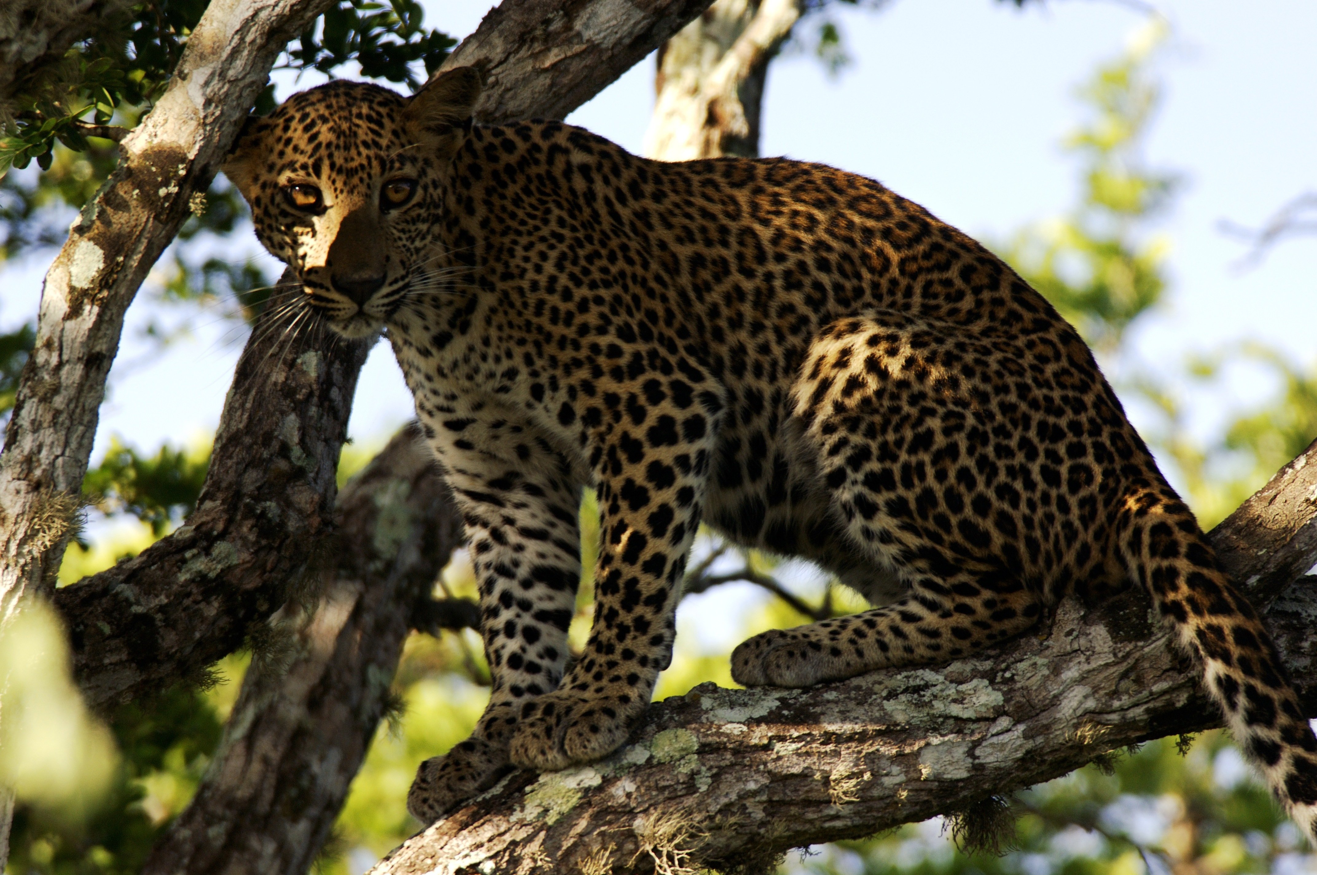 Wilpattu National Park Safari Adventure from Colombo