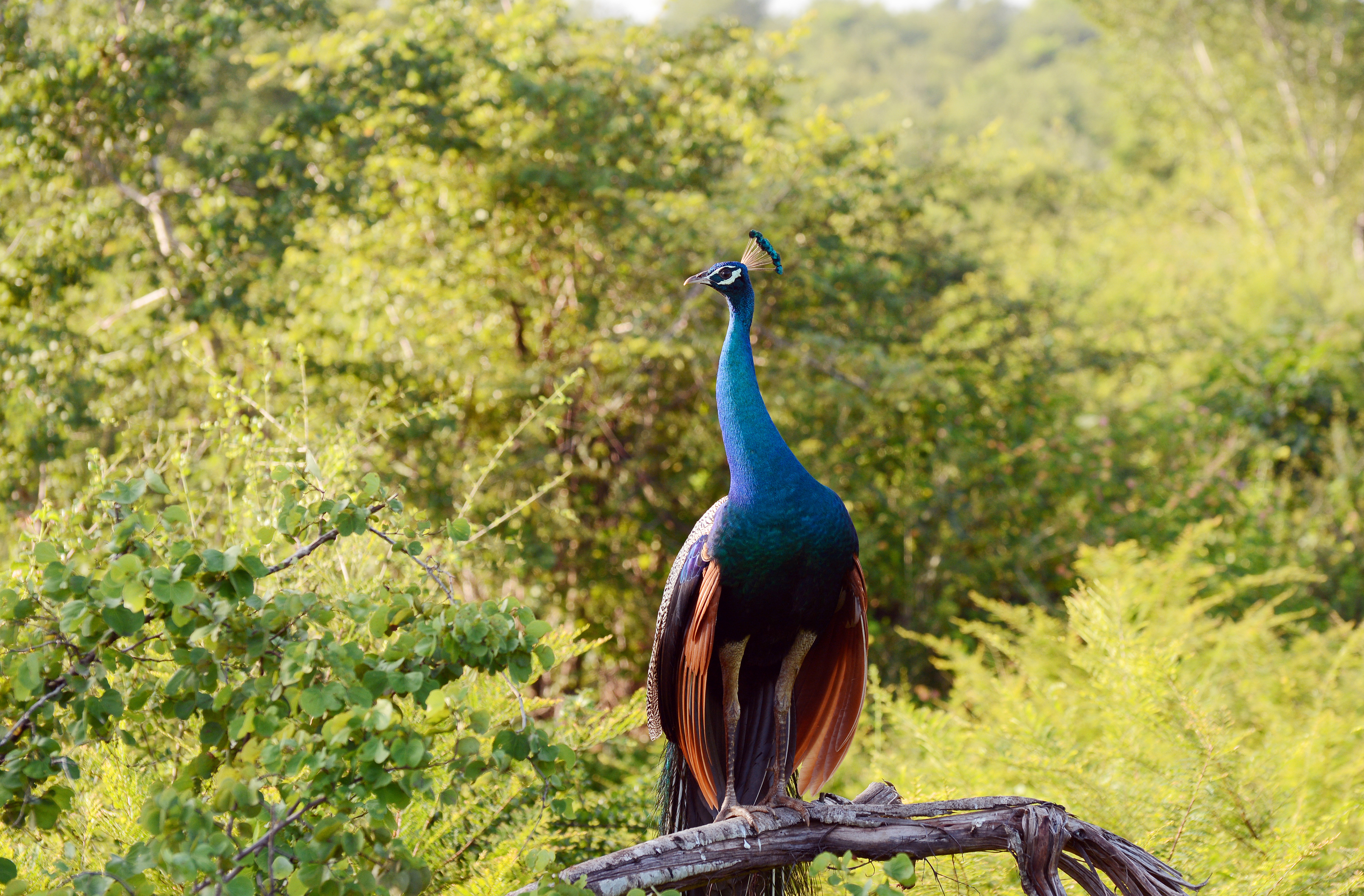 Wilpattu National Park Safari Adventure from Colombo
