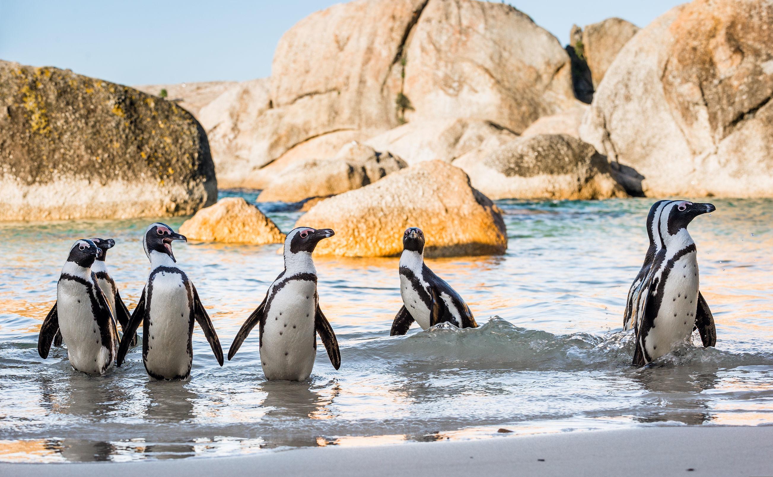 Cape of Good Hope, Penguins & Coastal Highlights Day Tour from Cape Town