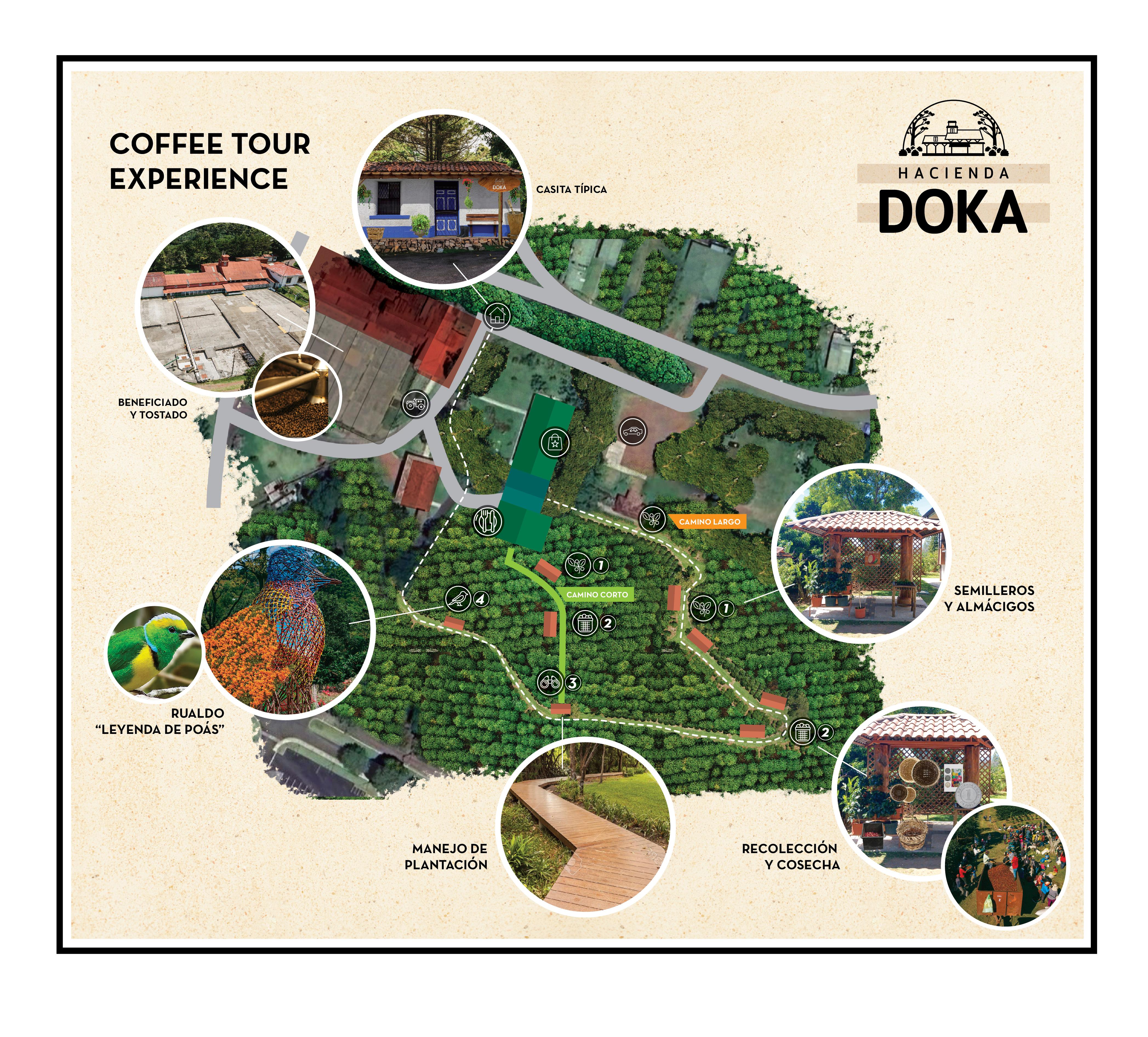 Alajuela Coffee Plantation Tour & Tasting at Doka Estate