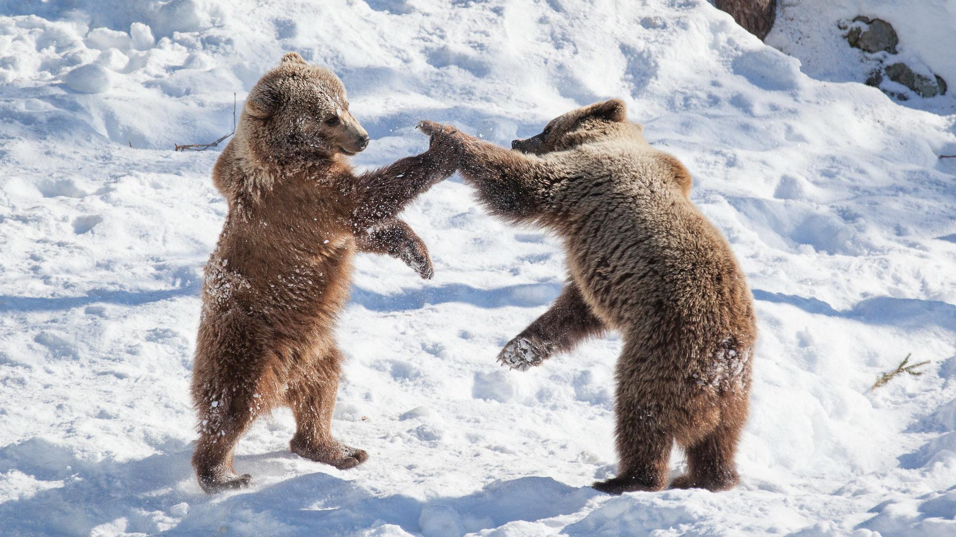 Rovaniemi to Ranua Zoo: Private Minibus Return Transfer