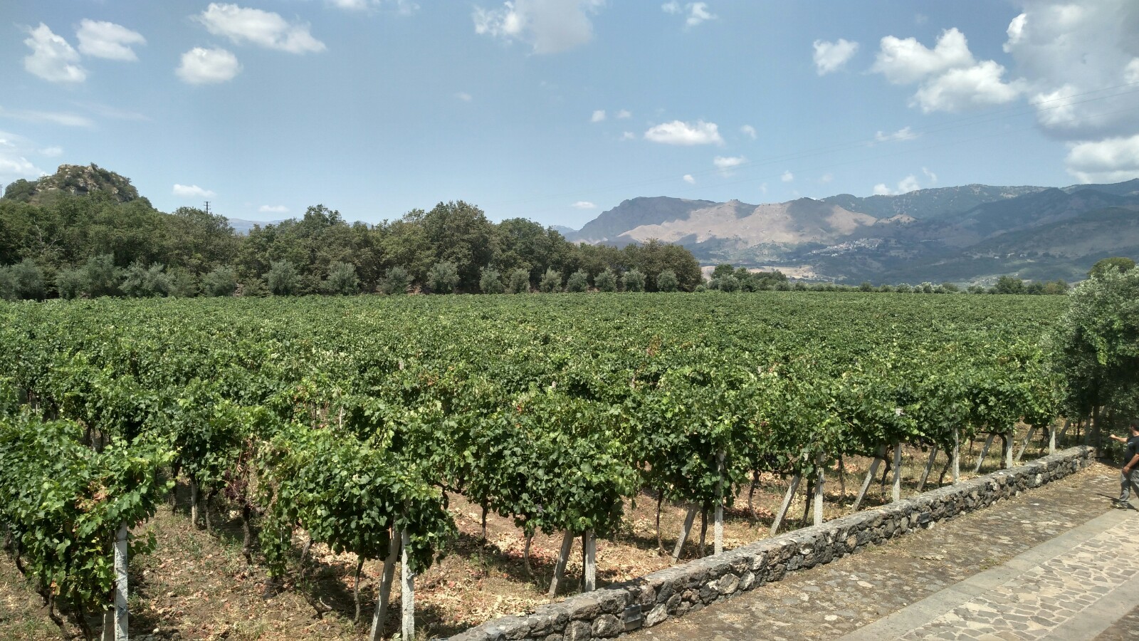 olive oil tasting in Sicily — Etna: Wine Tasting and Food Tour