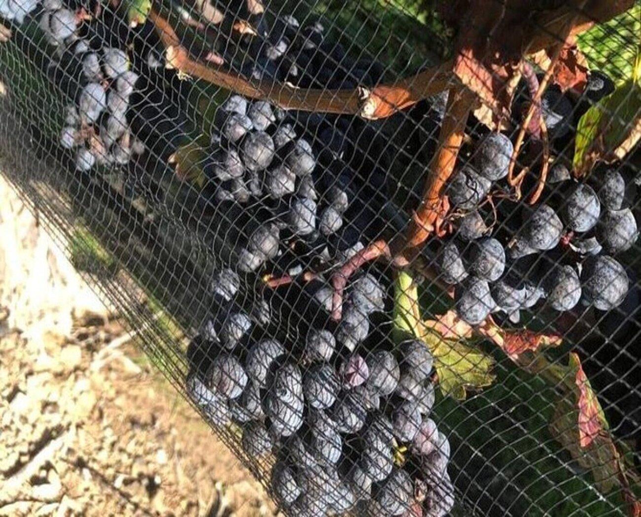 Private Niagara-on-the-Lake Wine Tour from Toronto
