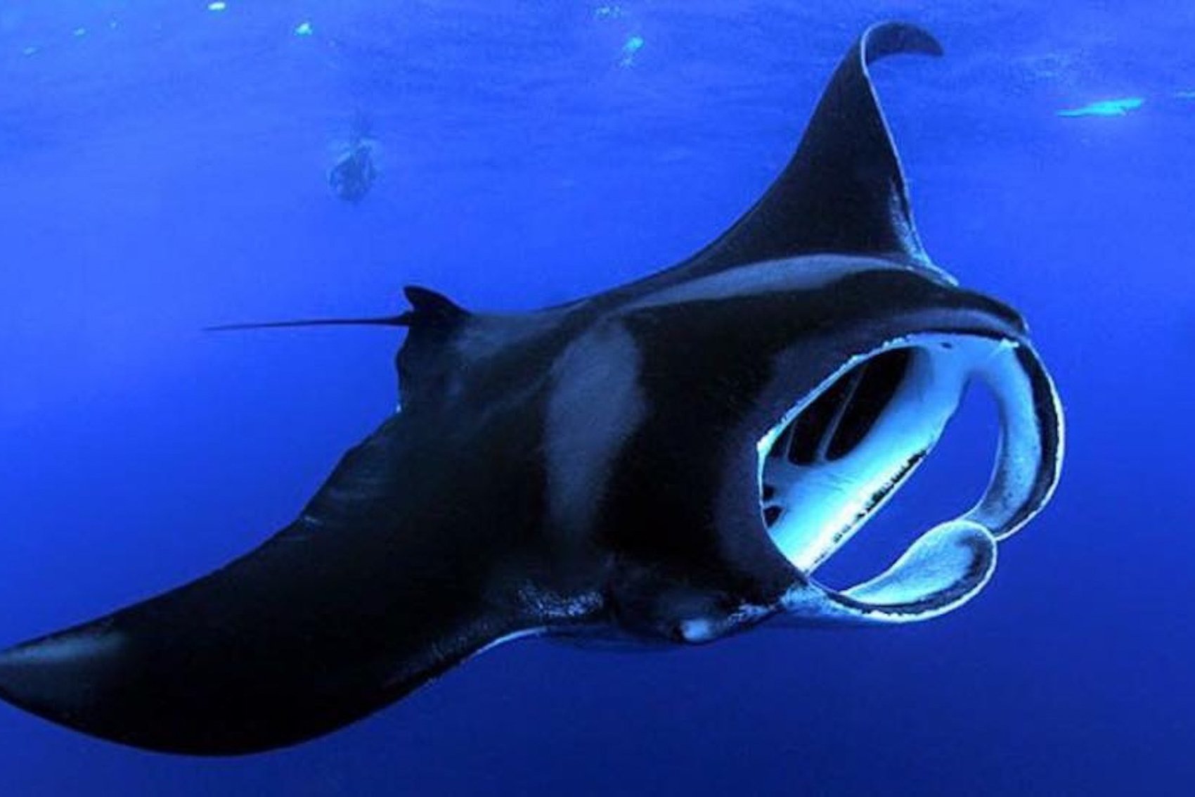 Manta ray night snorkel Kona Big Island — image 1
