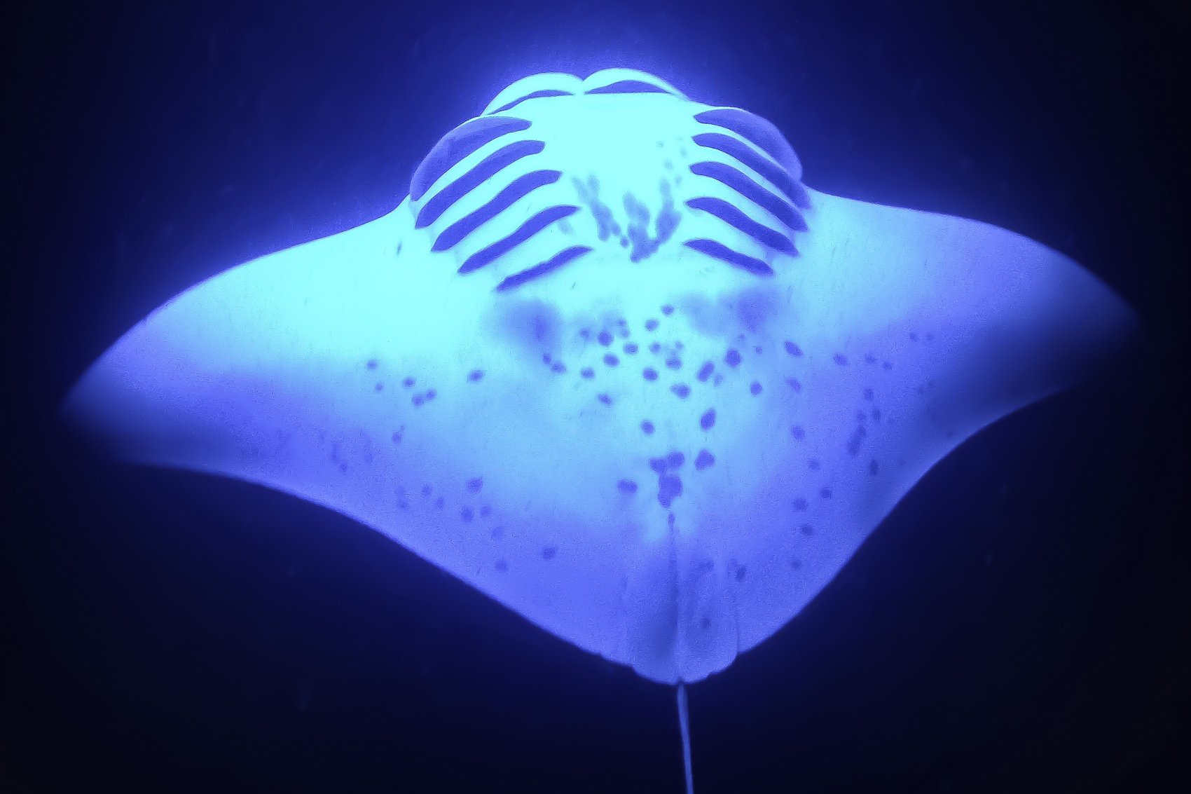 Manta ray night snorkel Kona Big Island — image 4