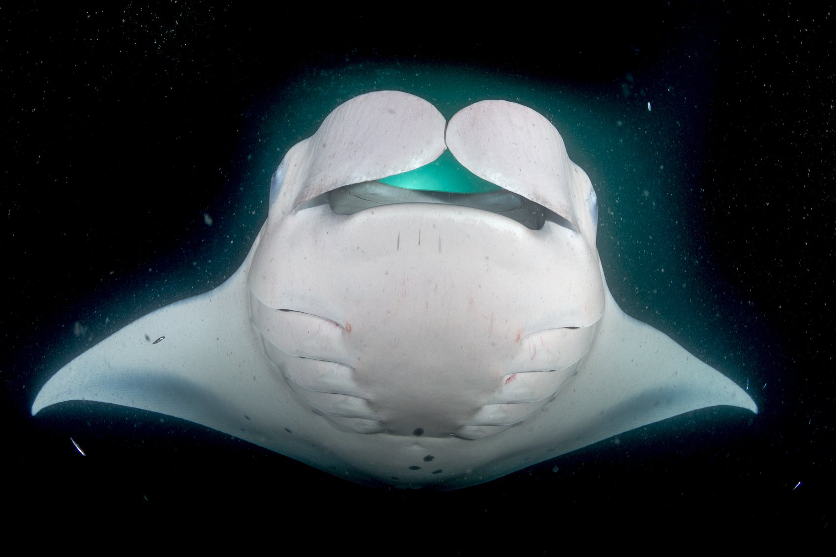 Manta ray night snorkel Kona Big Island — image 7