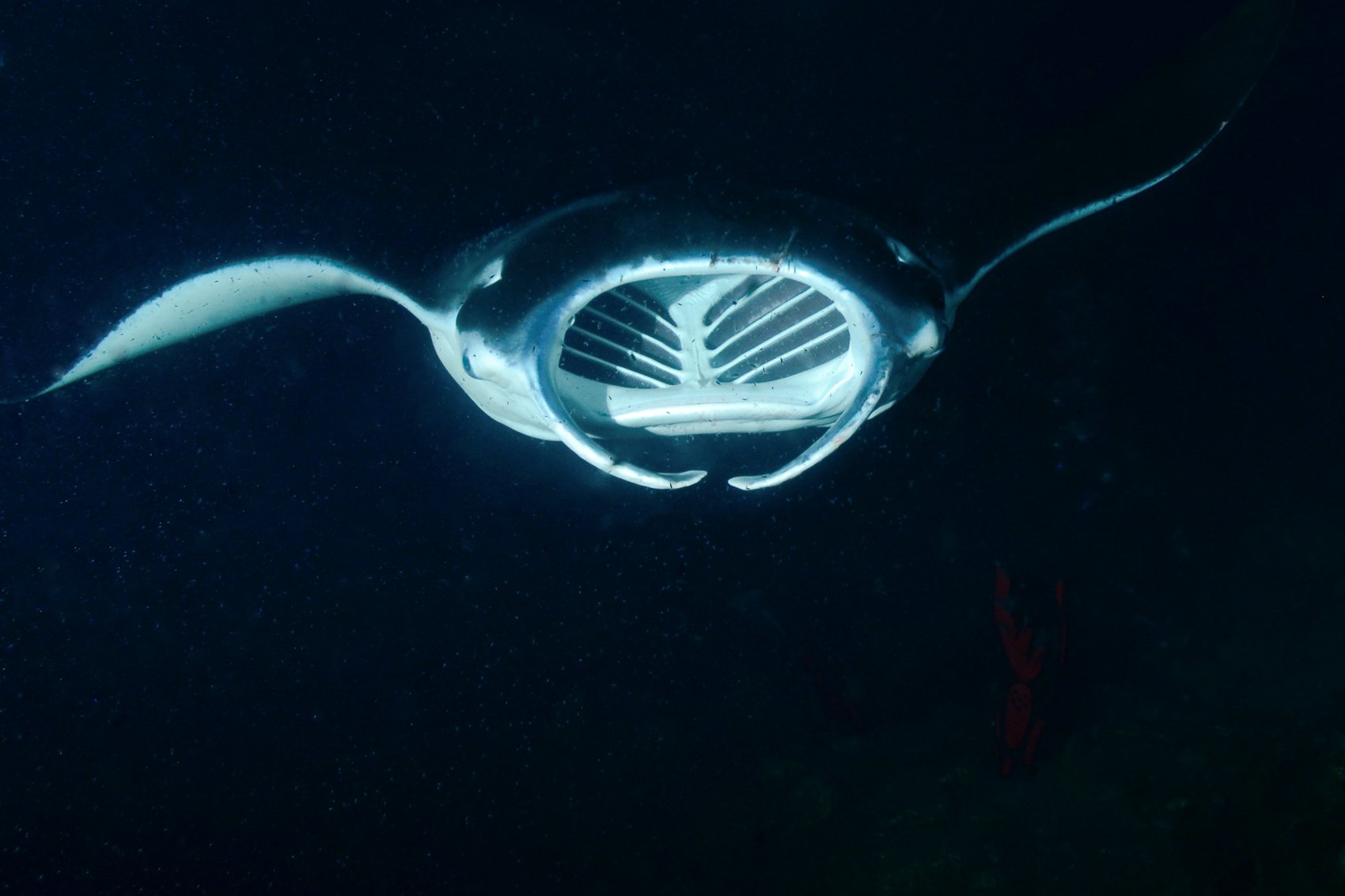 Manta ray night snorkel Kona Big Island — image 8