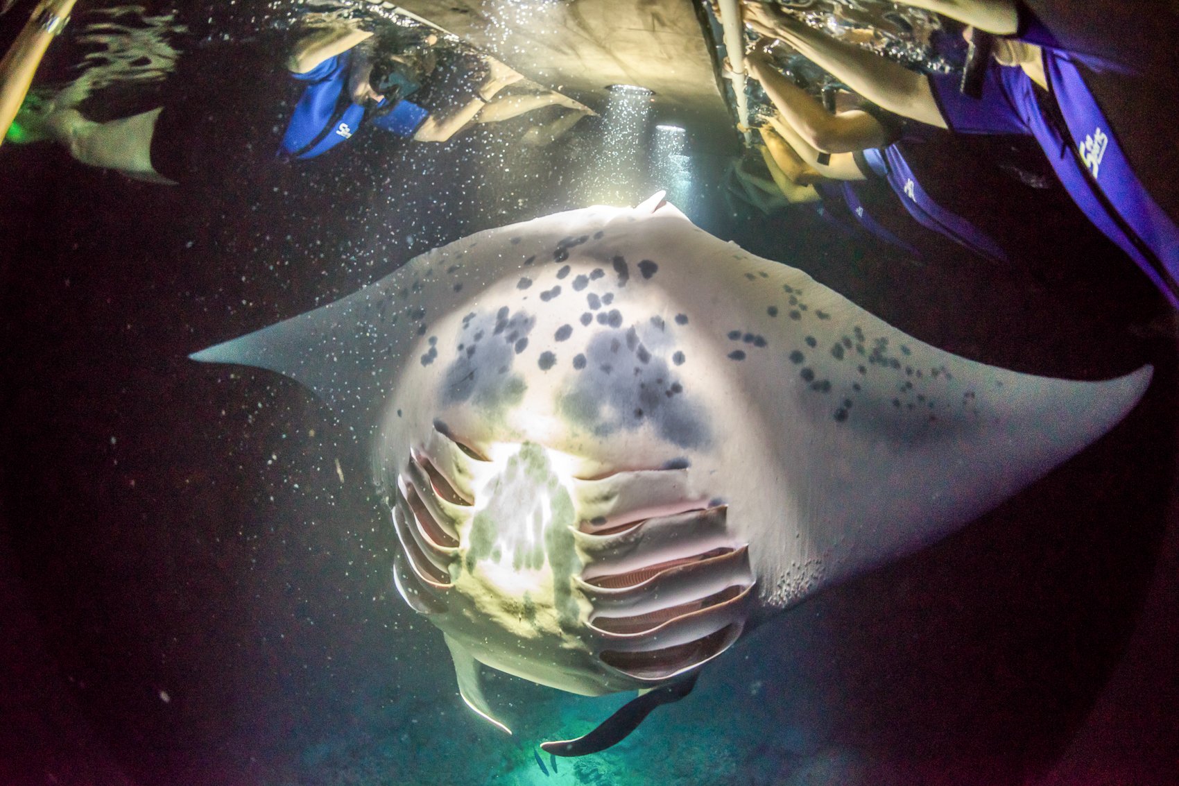 Manta ray night snorkel Kona Big Island — image 3