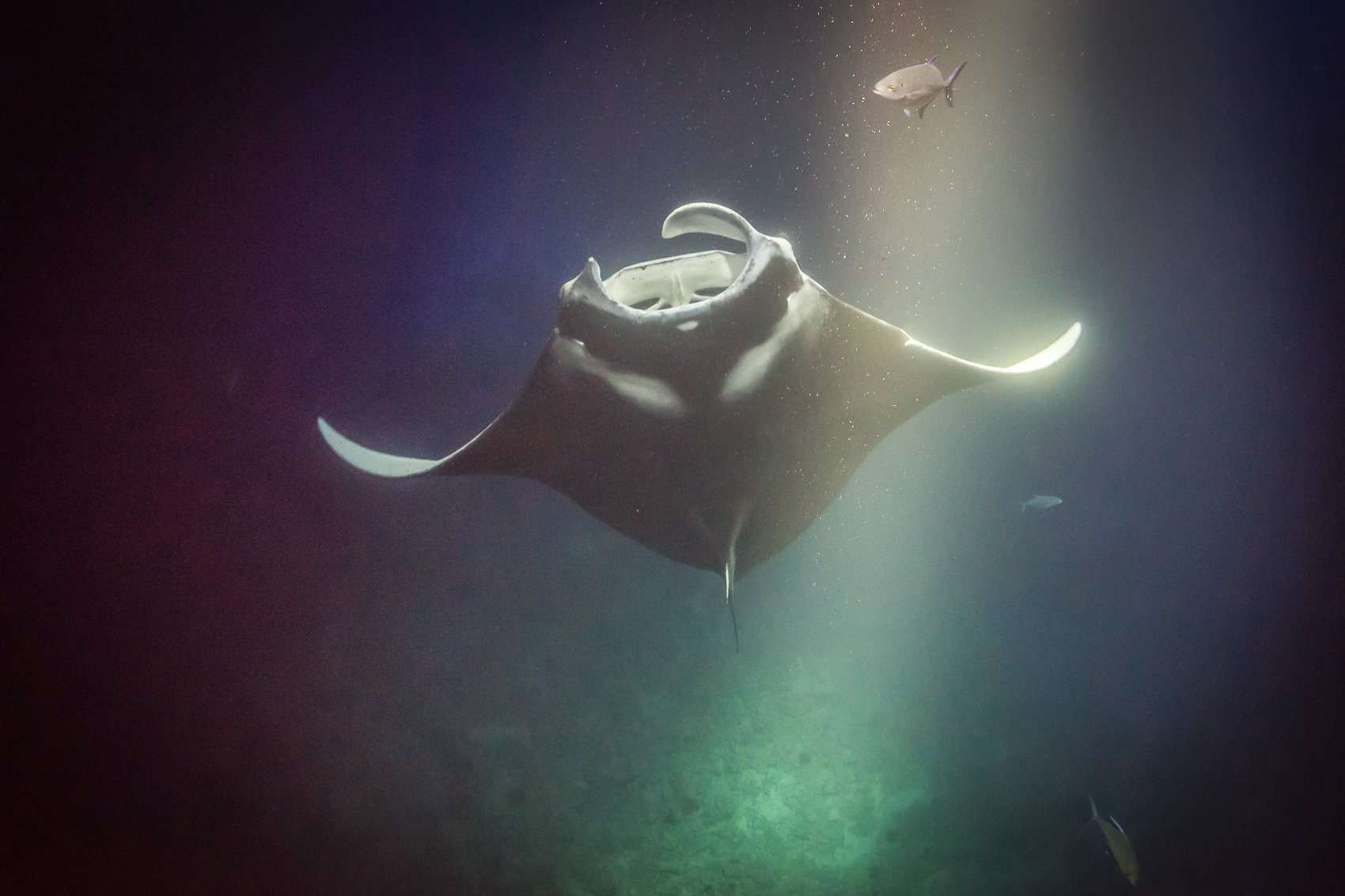 Manta ray night snorkel Kona Big Island — image 6