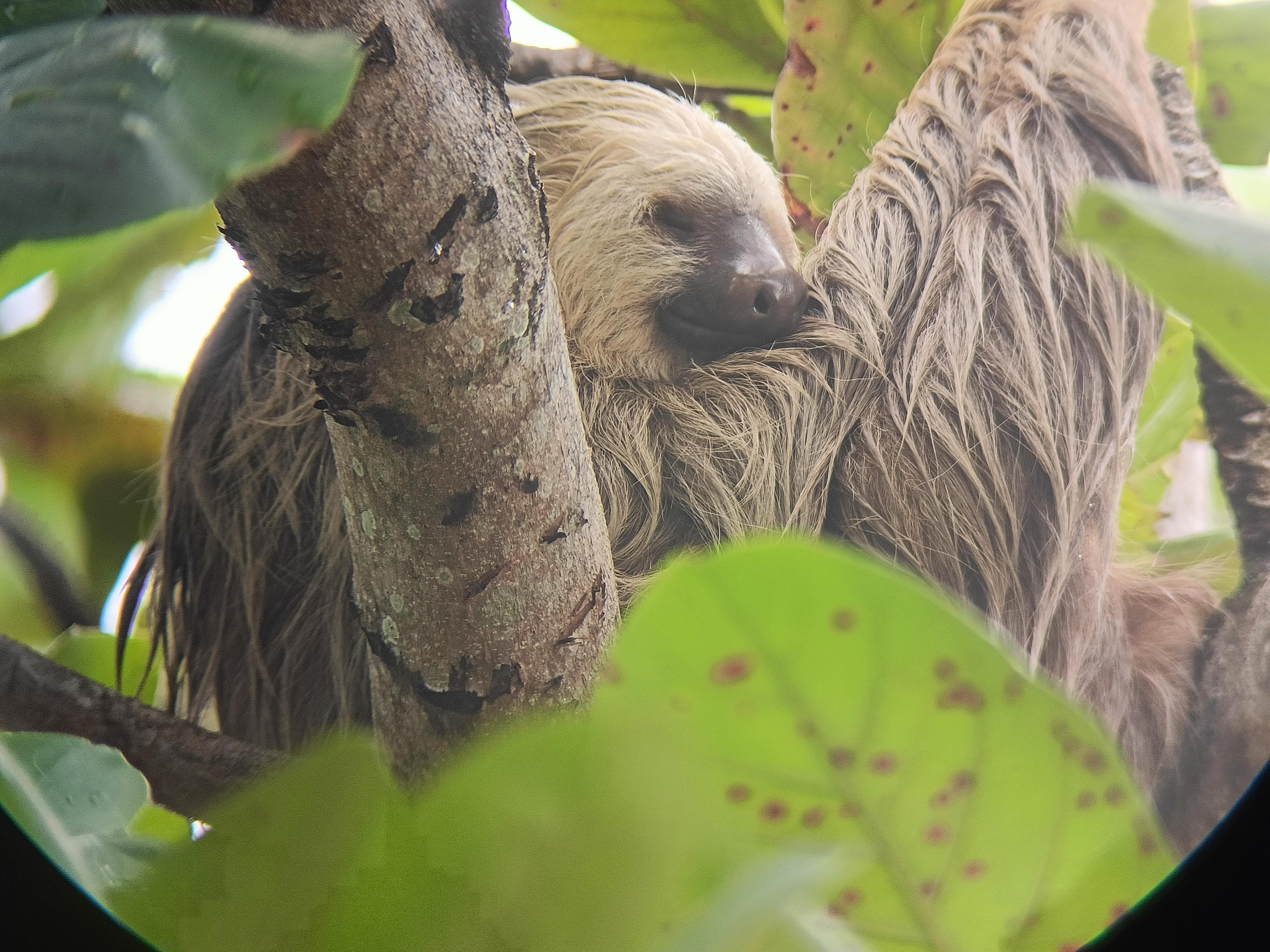 Cahuita Rainforest Wildlife Tour with Naturalist Guide
