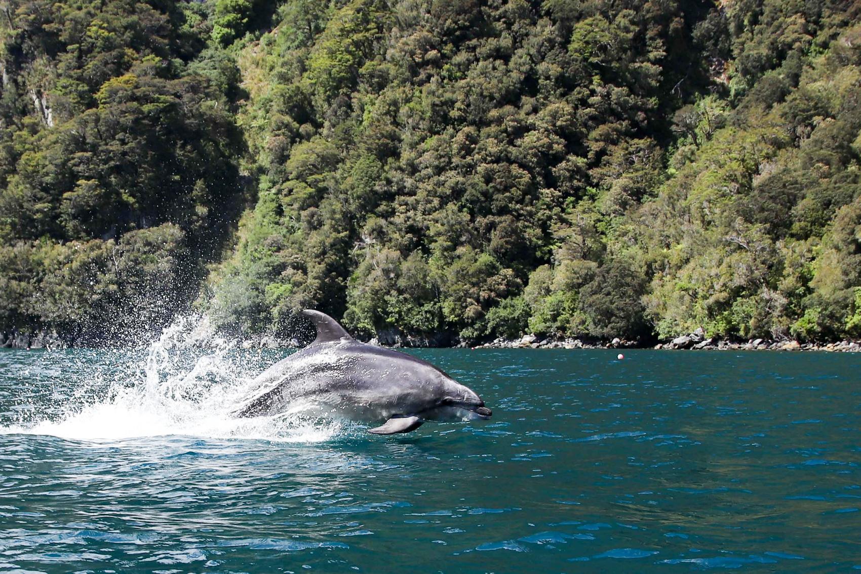 Milford Sound tour photo — image 14