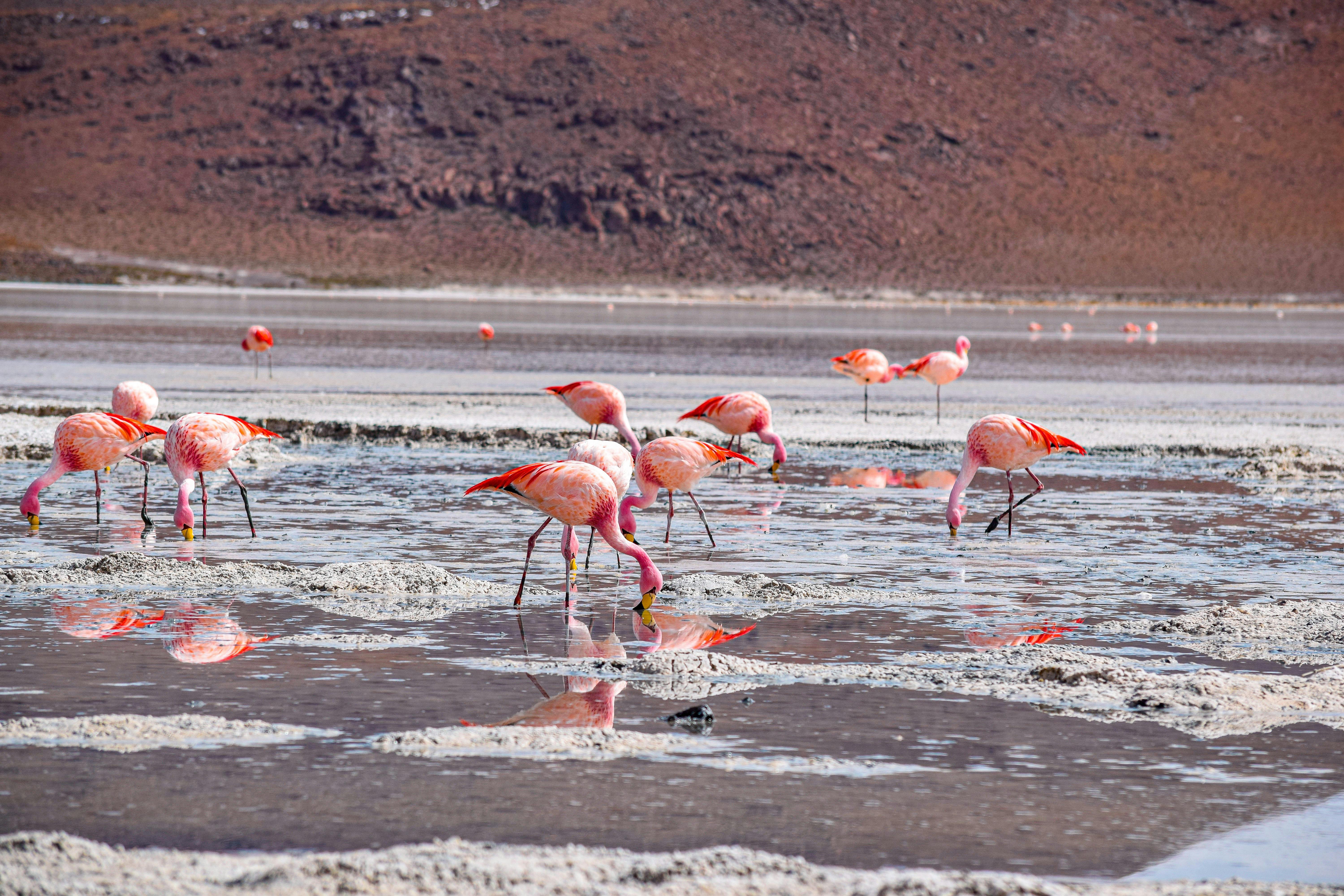 3-Day Uyuni Salt Flats Expedition: Adventure to San Pedro de Atacama