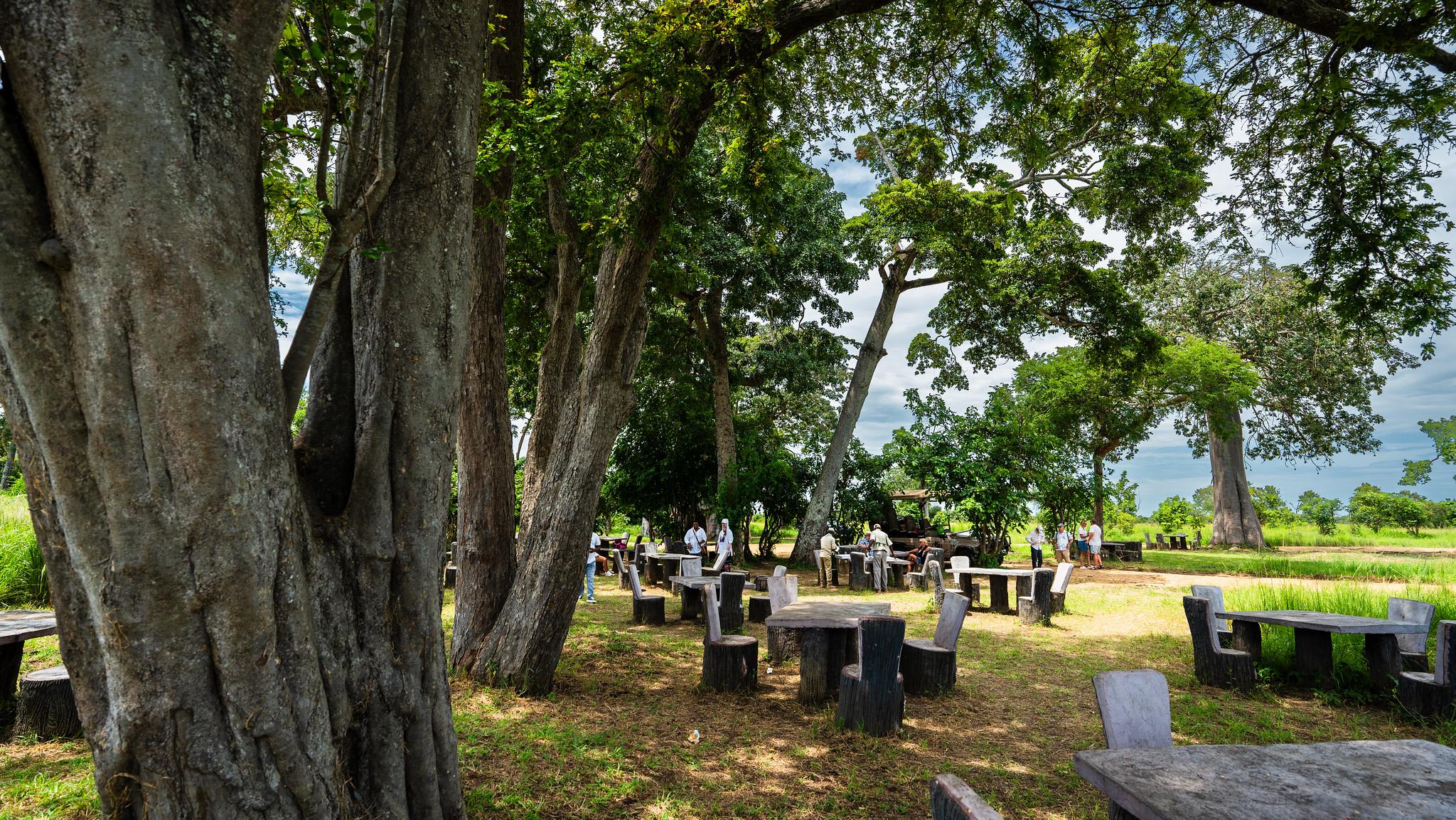 Zanzibar to Mikumi: Fly-In Safari Day Trip with Bush Lunch