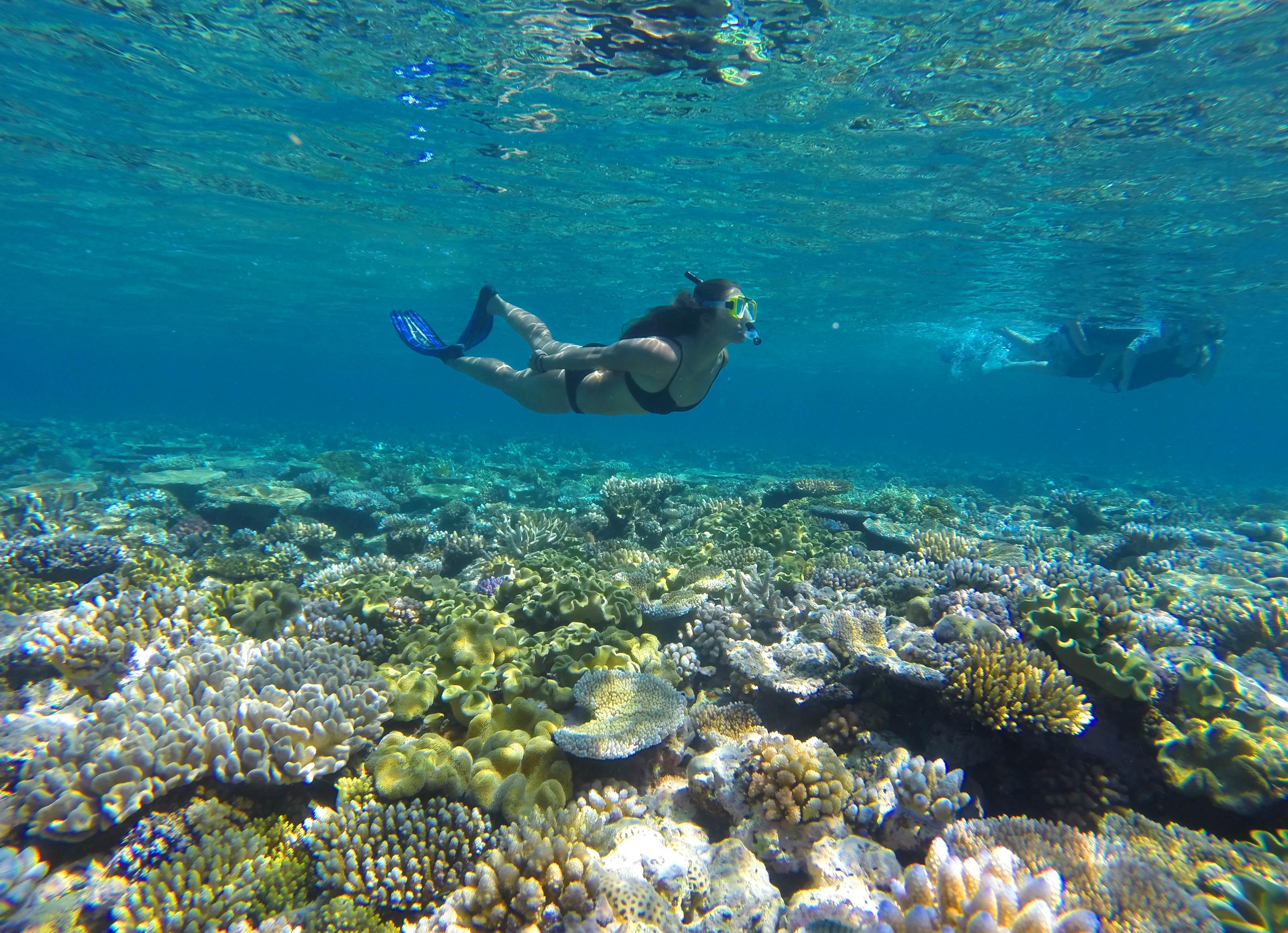 Port Douglas Outer Barrier Reef – Snorkel & Dive Day Trip