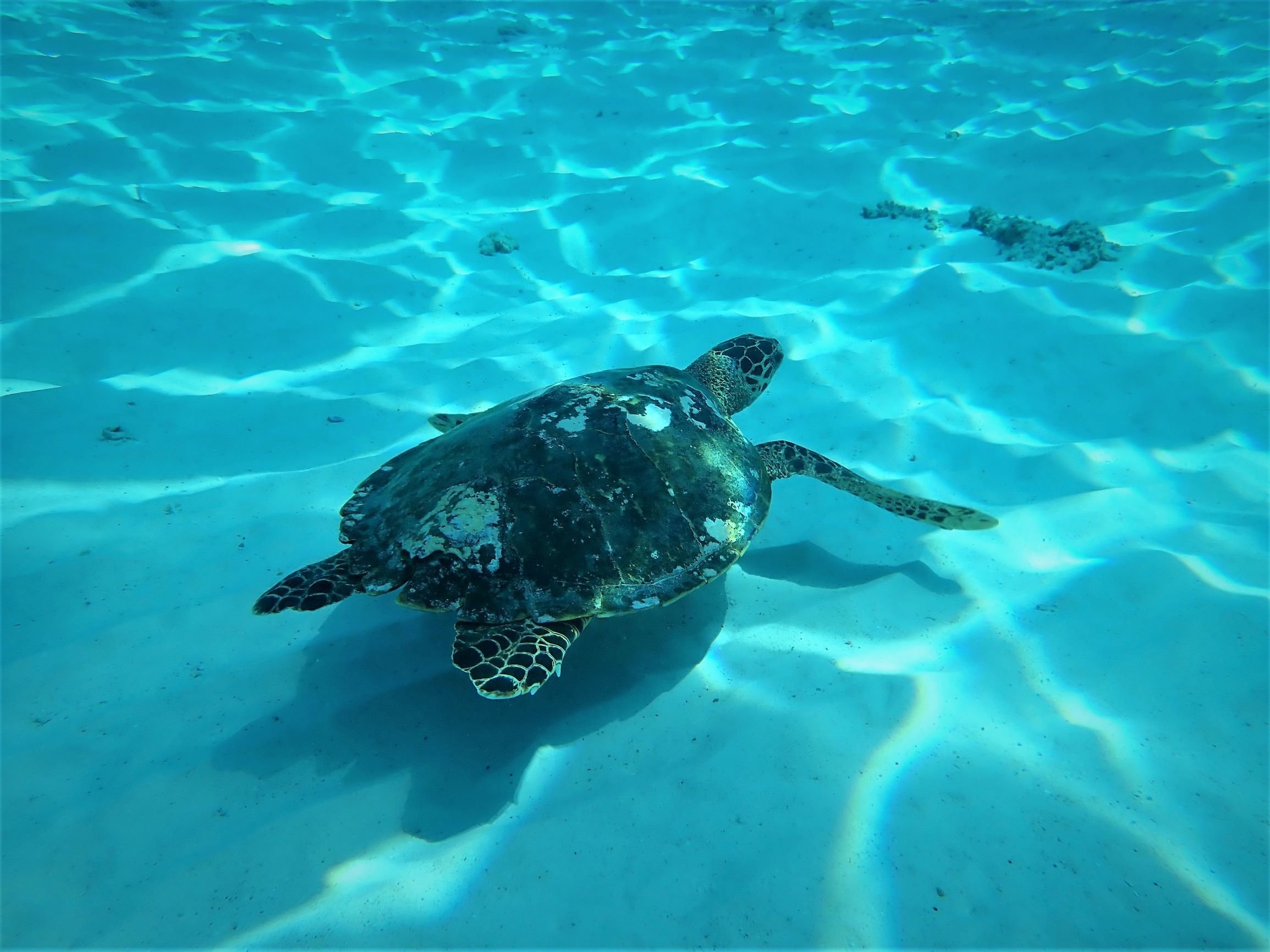 Similan Islands Early-Bird Speedboat & Snorkel Tour from Phuket & Khao Lak