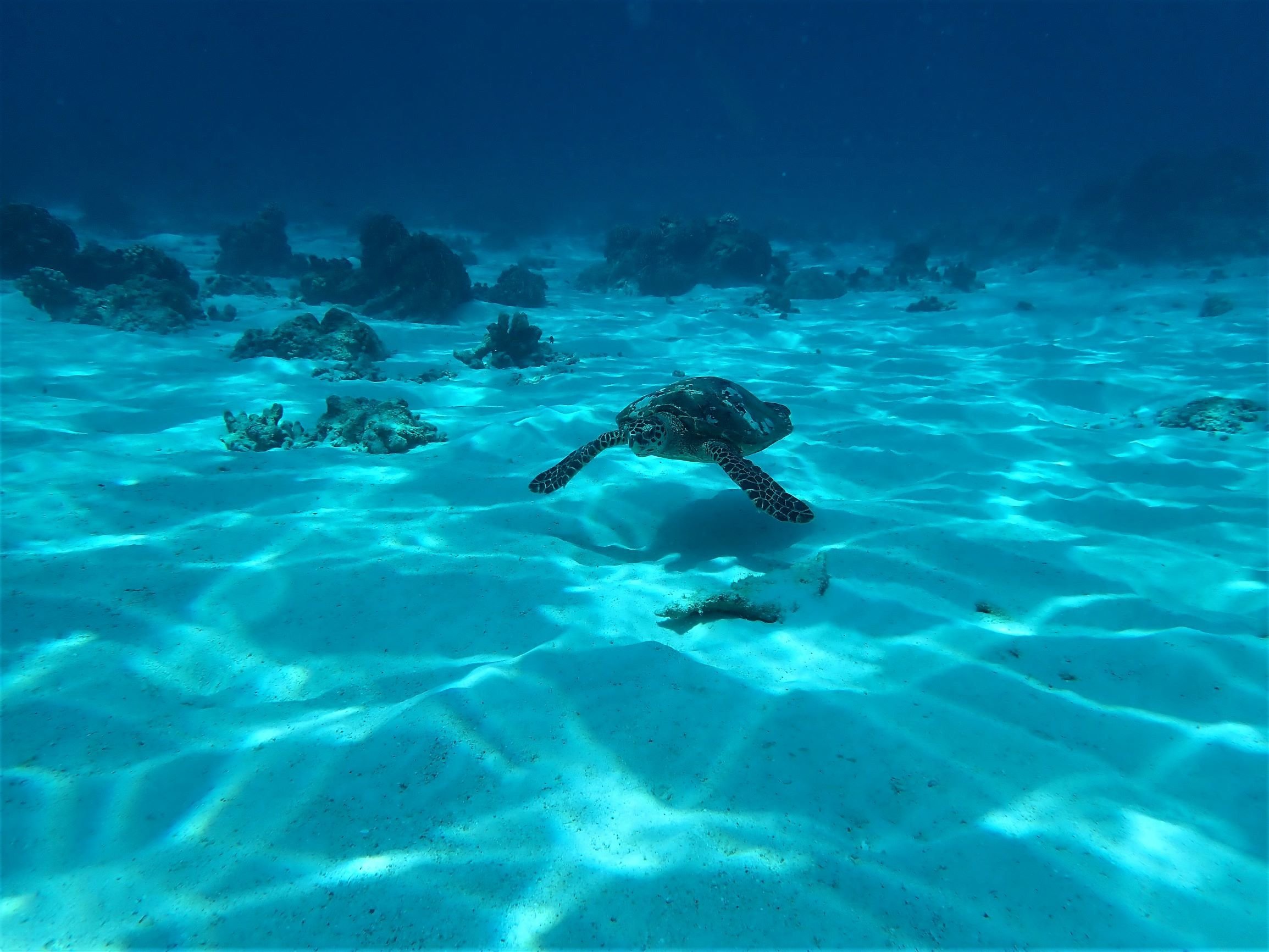 Similan Islands Early-Bird Speedboat & Snorkel Tour from Phuket & Khao Lak