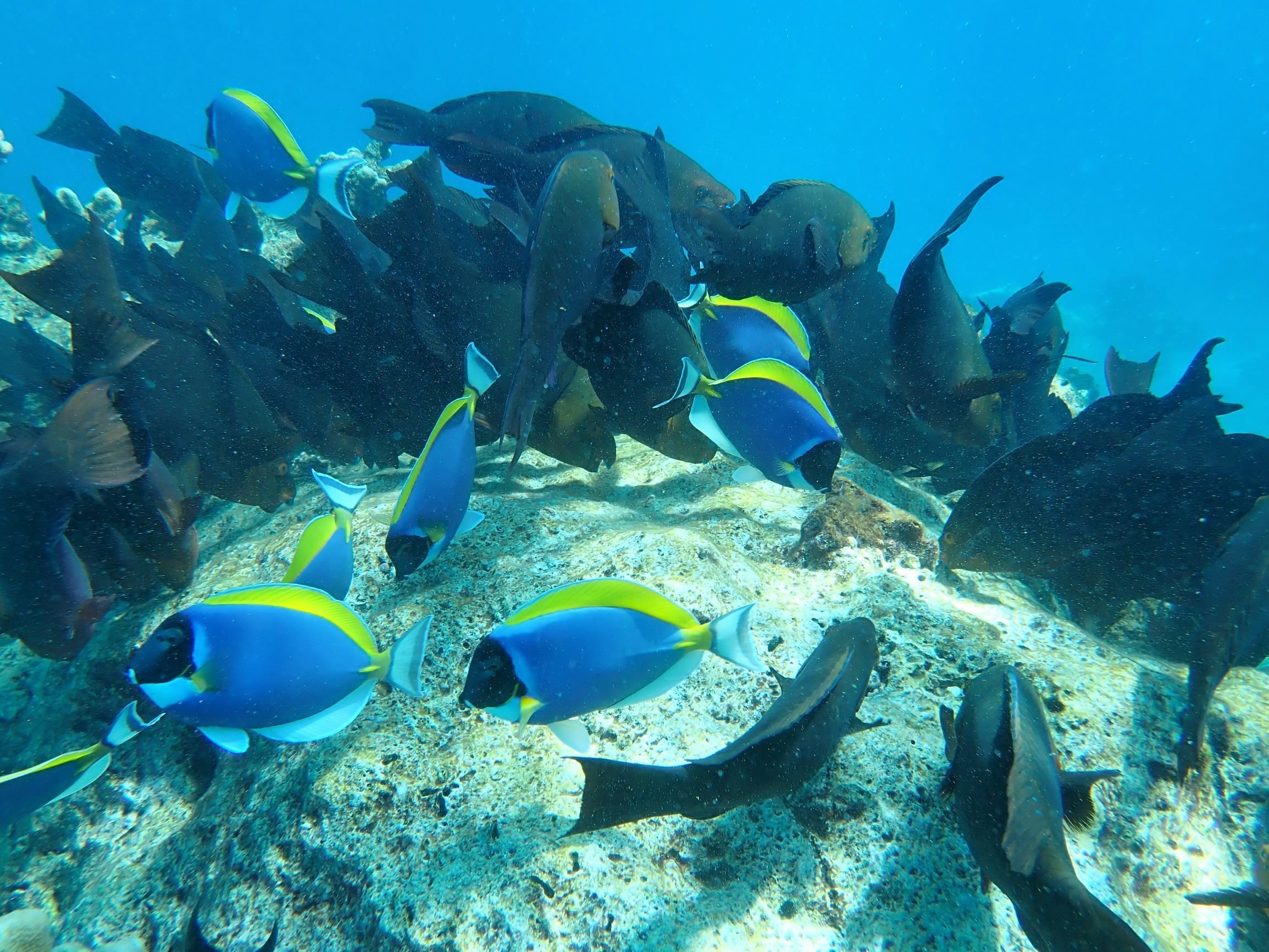 Similan Islands Early-Bird Speedboat & Snorkel Tour from Phuket & Khao Lak