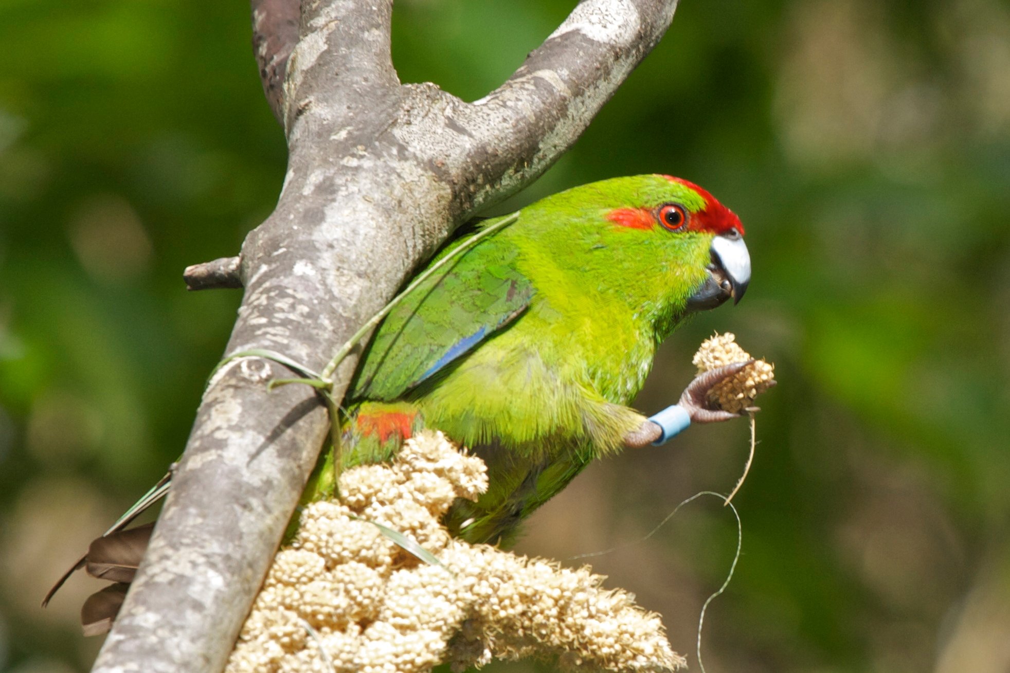 Zealandia Ecosanctuary Guided Wildlife Tour