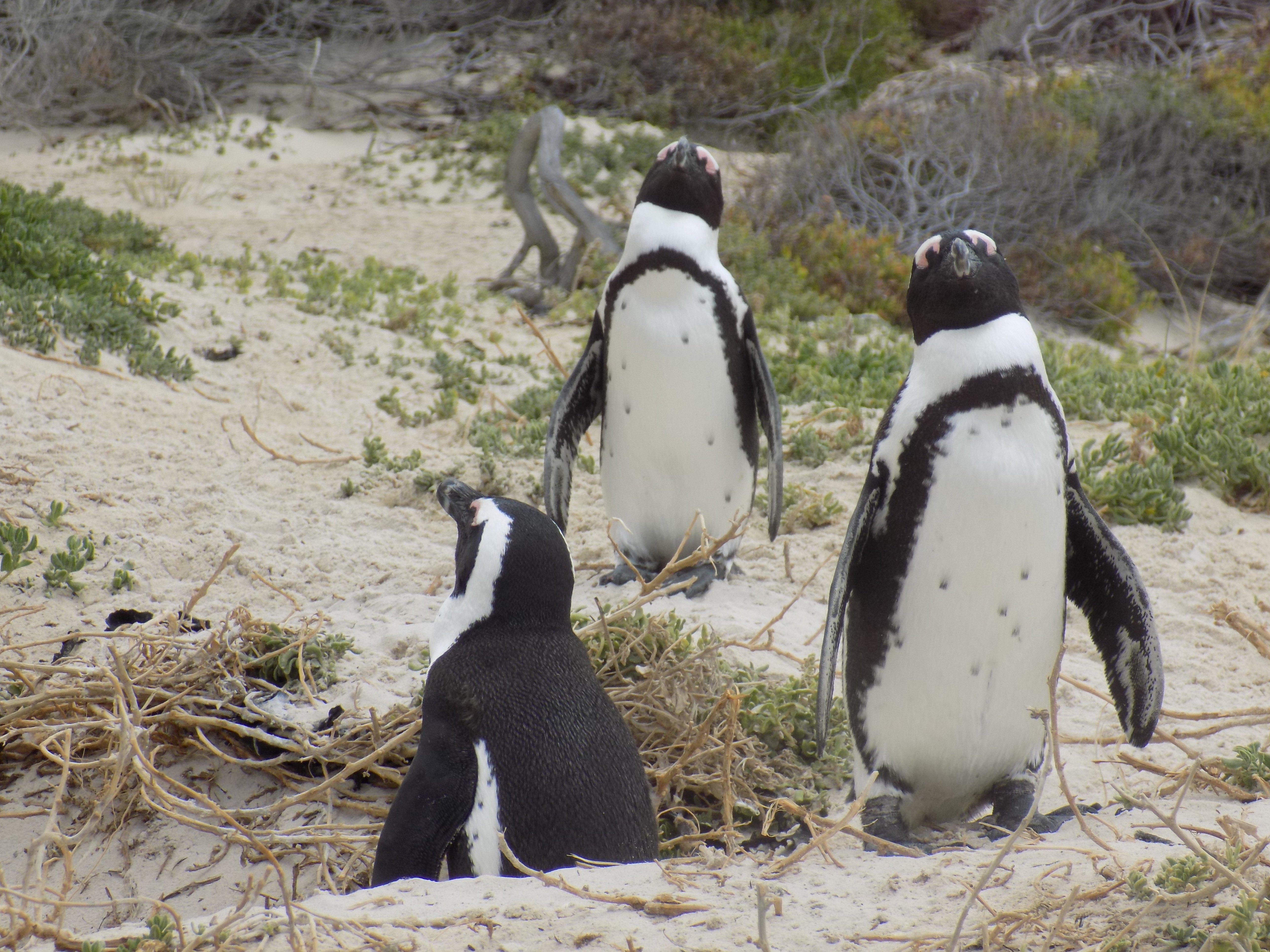 Cape Point & Boulders Beach Full-Day Exploration