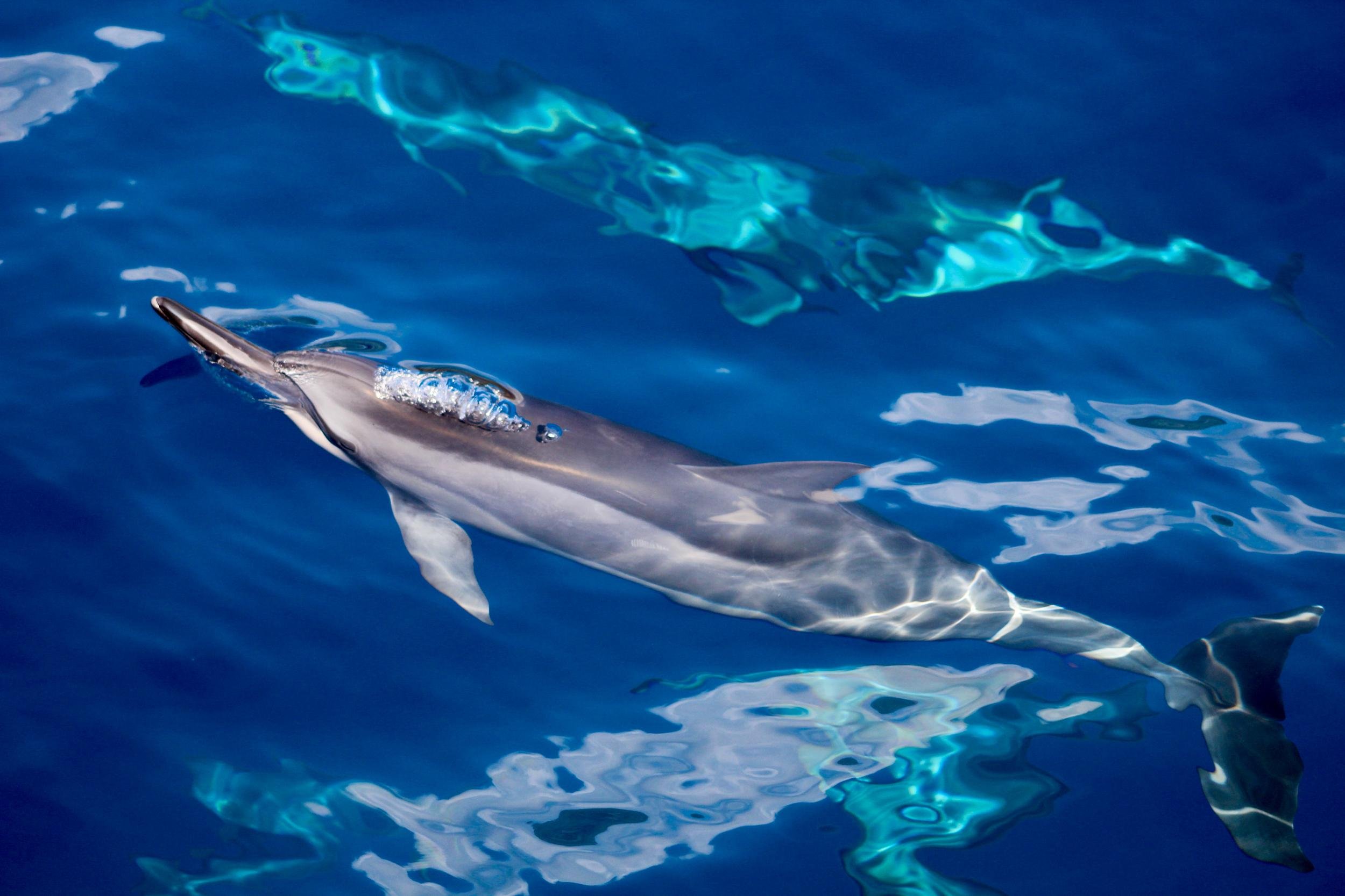 Lanai Dolphin & Snorkel Expedition with BBQ Lunch