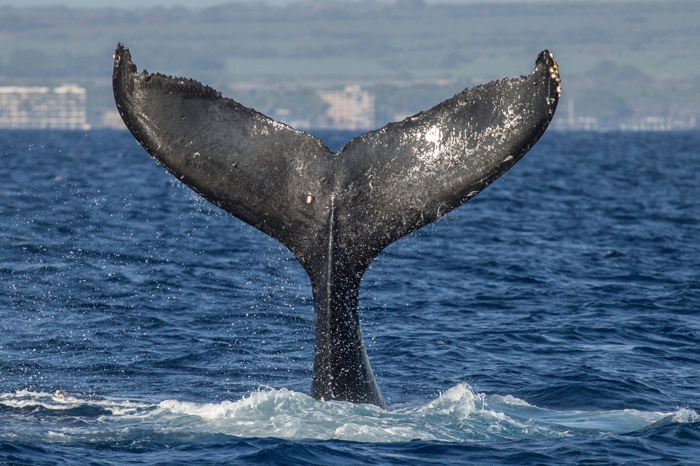 Premium Whale Watch Cruise with Lunch from Ma'alaea Harbor