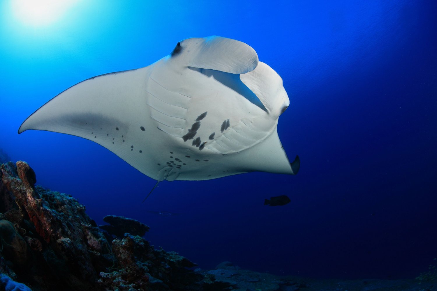 Big Island Manta Ray Night Snorkel (Manta Guarantee)