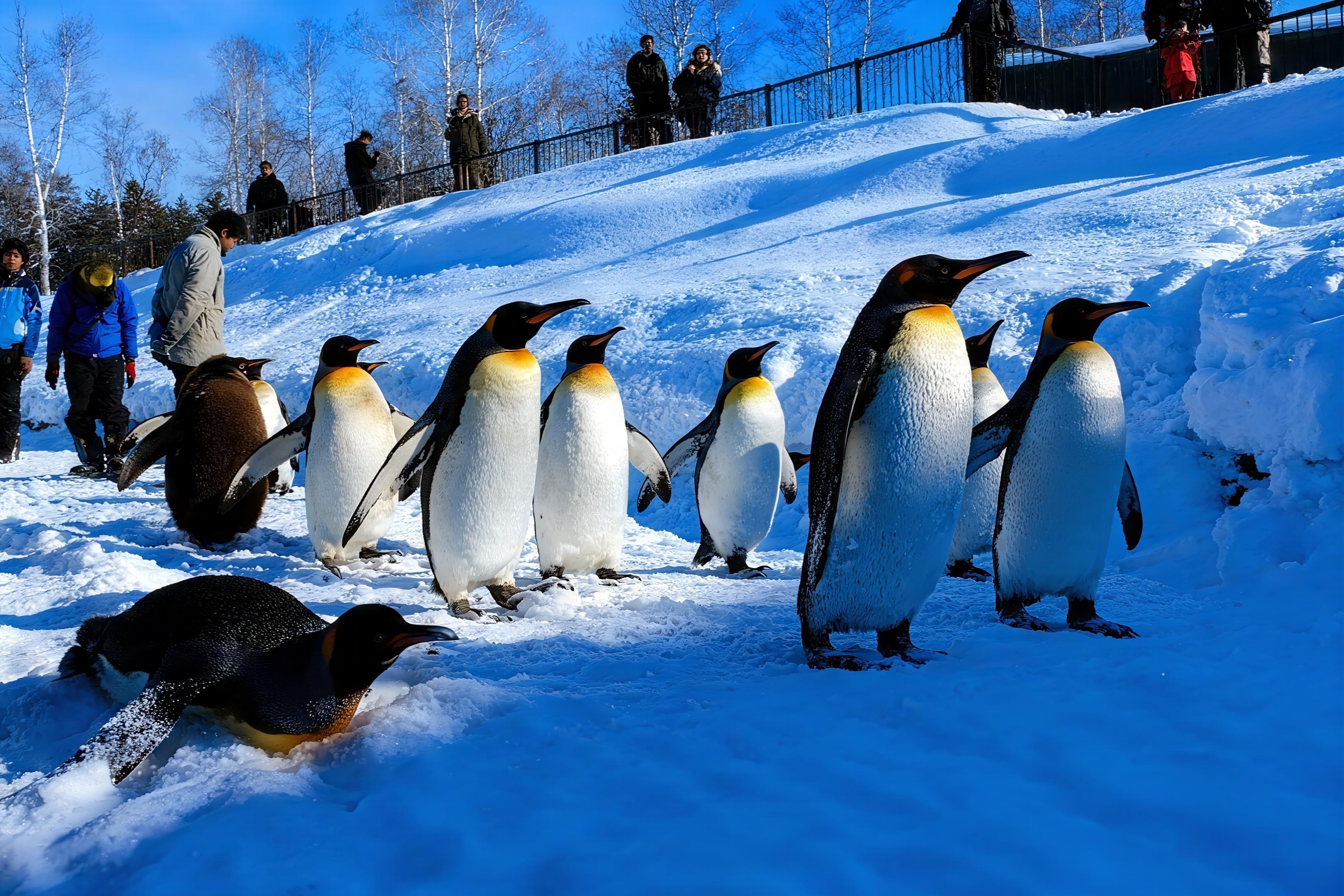 Asahiyama Zoo & Biei Blue Pond Winter Day Trip from Sapporo