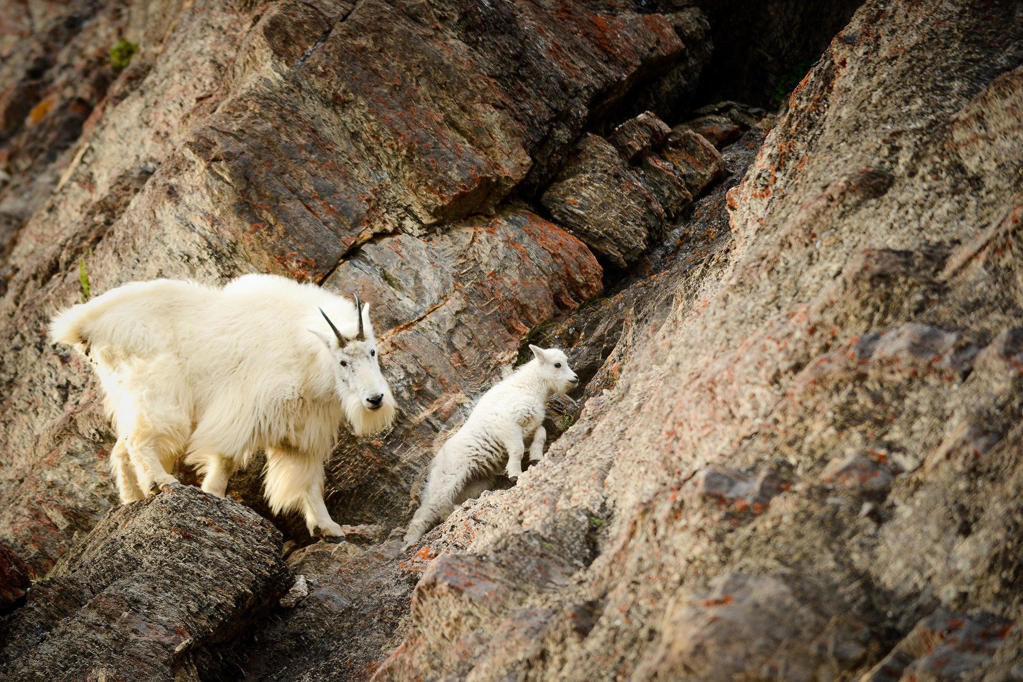 Icefields Parkway tour from Jasper — Athabasca Falls, Columbia Icefield and Peyto Lake — image 3
