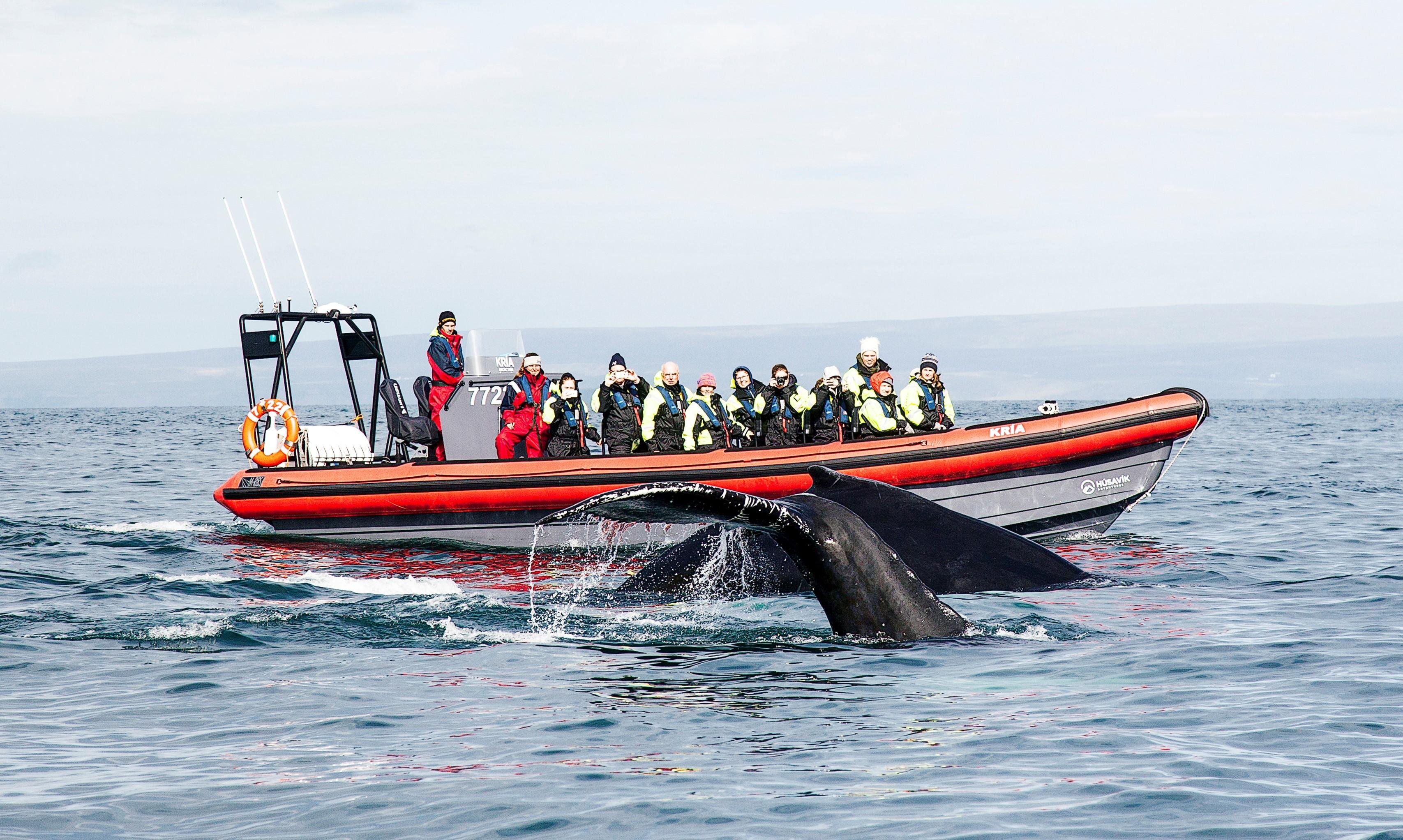 Húsavík Speedboat Adventure: Whales & Puffin Island