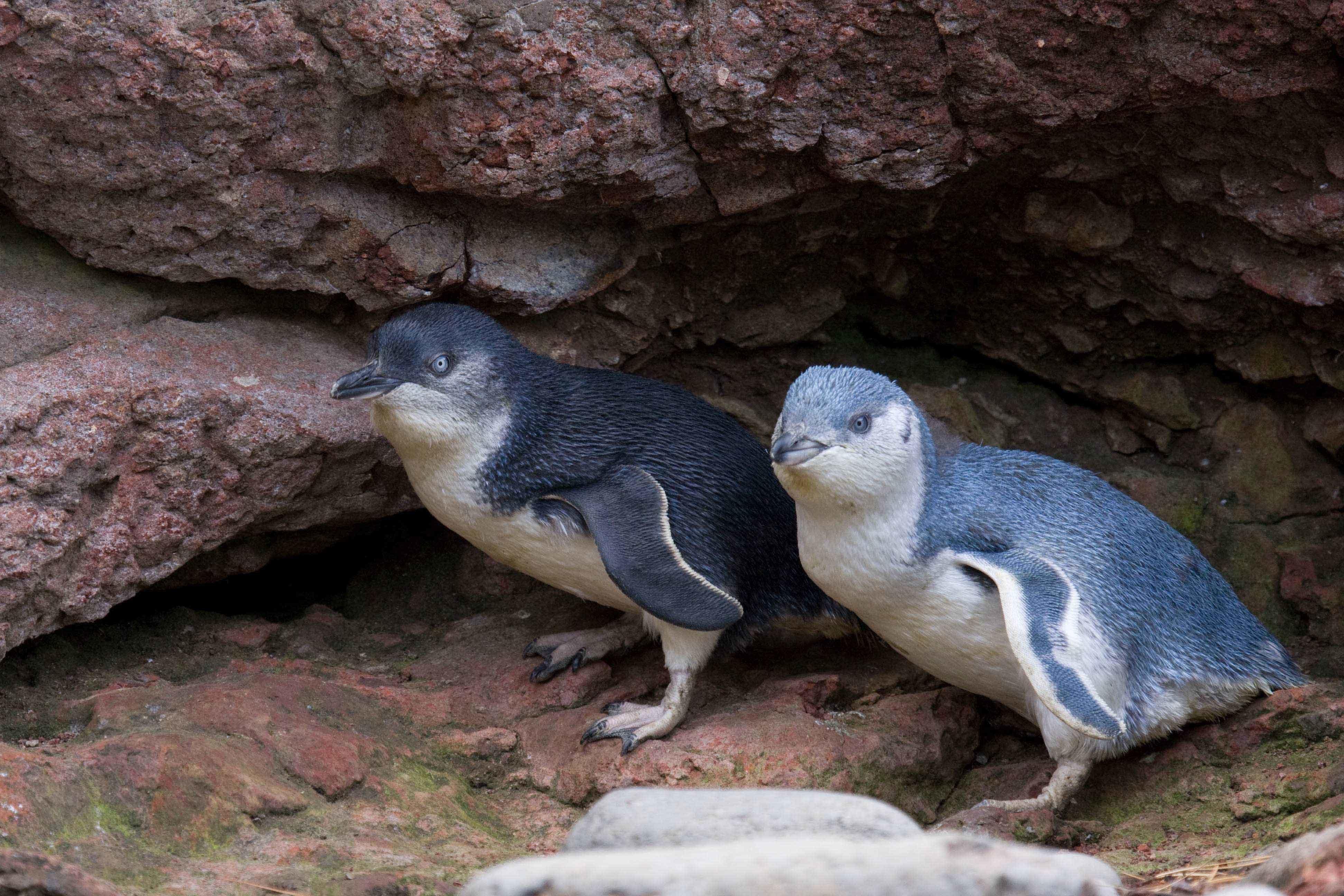 Akaroa: Pohatu Little Penguins 3-Hour Evening Experience