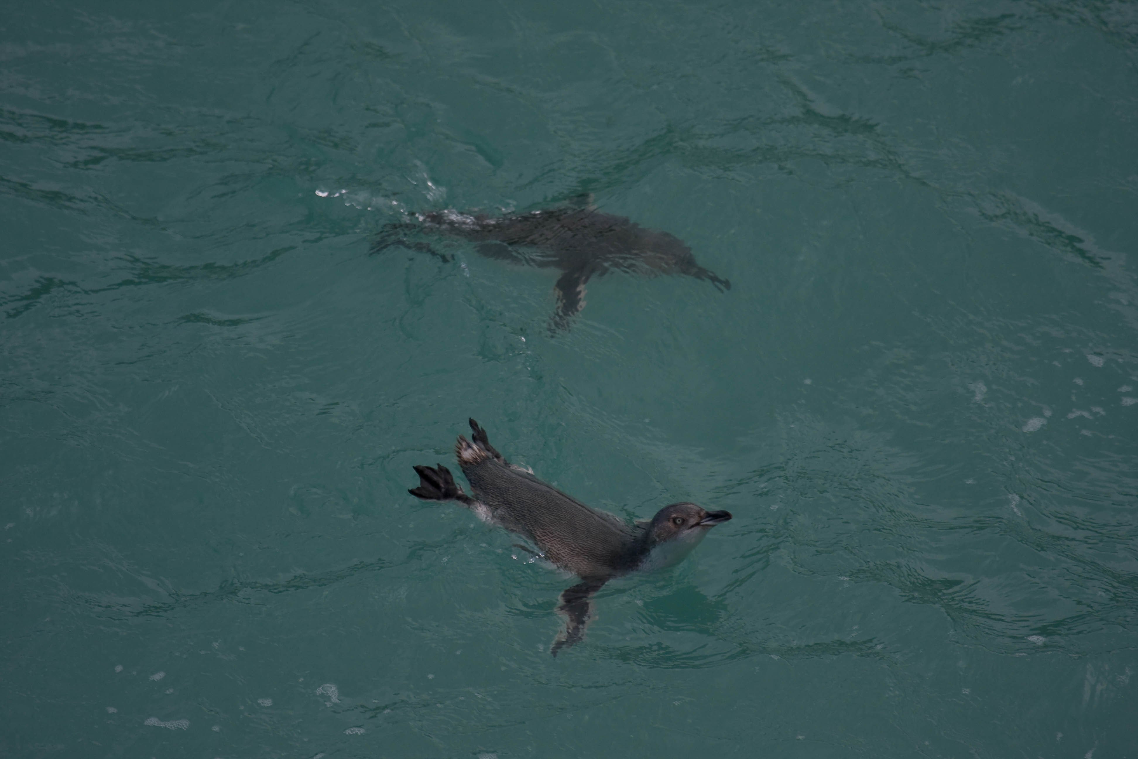 Akaroa: Pohatu Little Penguins 3-Hour Evening Experience