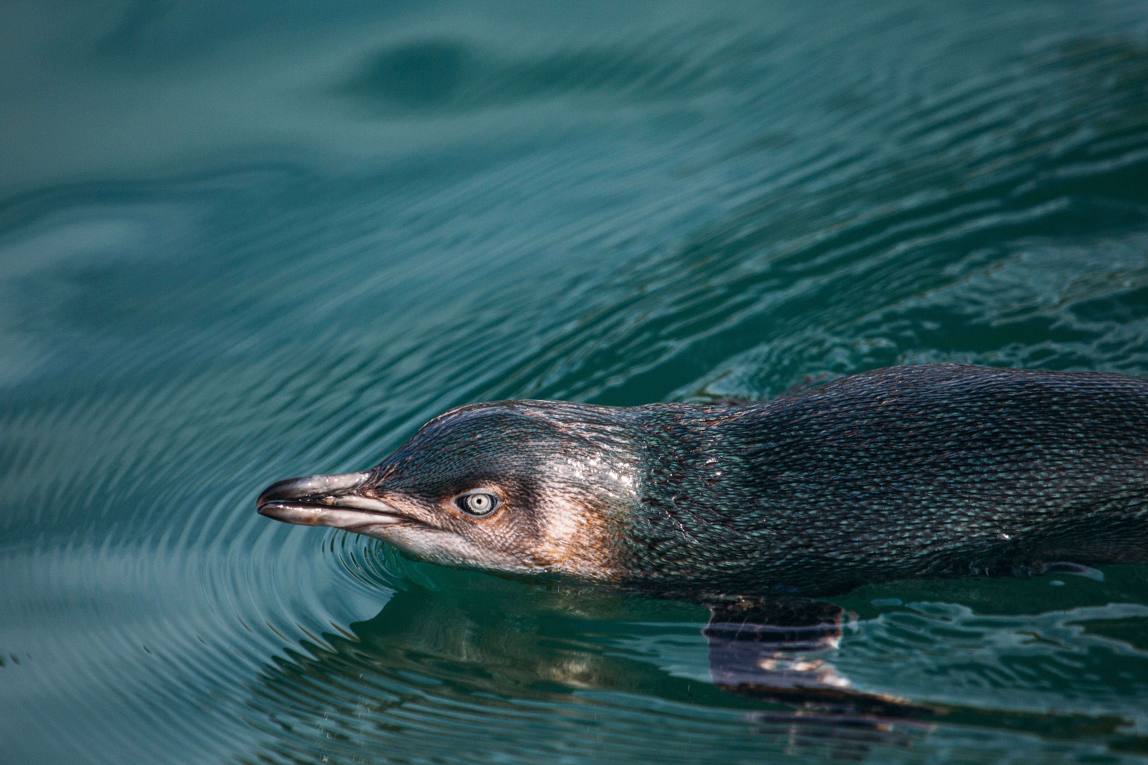 Akaroa: Pohatu Little Penguins 3-Hour Evening Experience