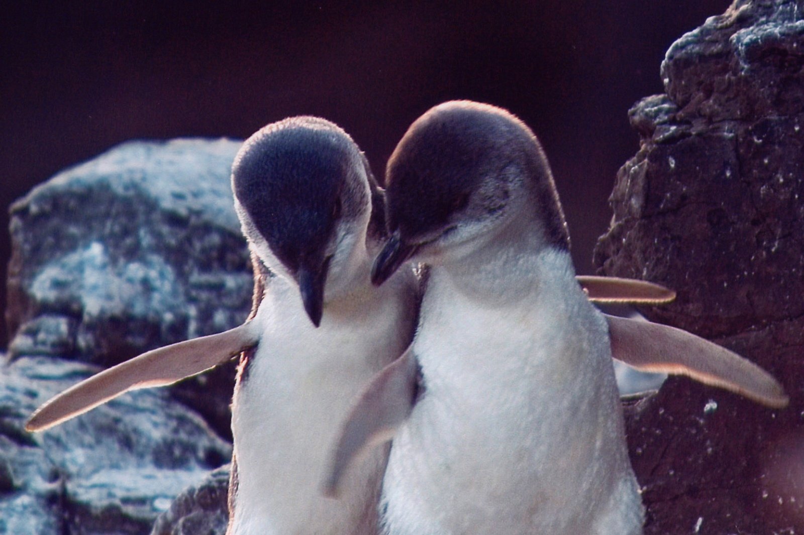 Akaroa: Pohatu Little Penguins 3-Hour Evening Experience