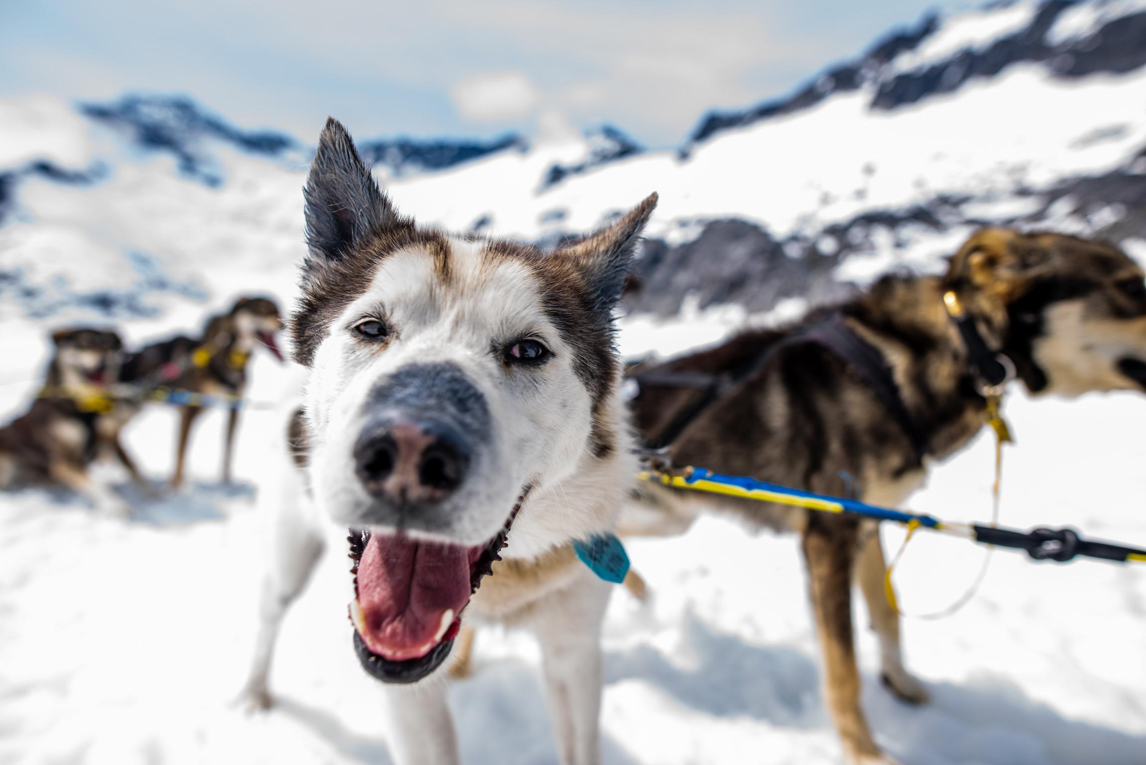 dog sledding in Juneau — photo 1