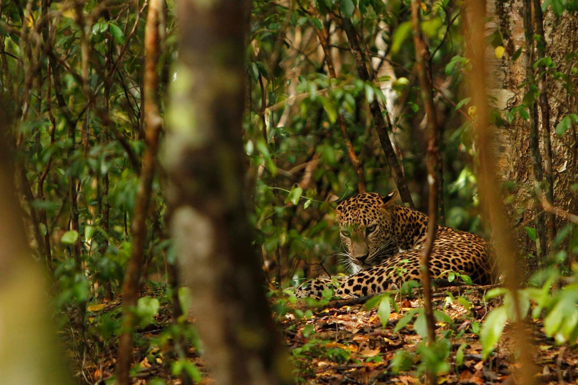 Wilpattu National Park Safari Adventure from Colombo