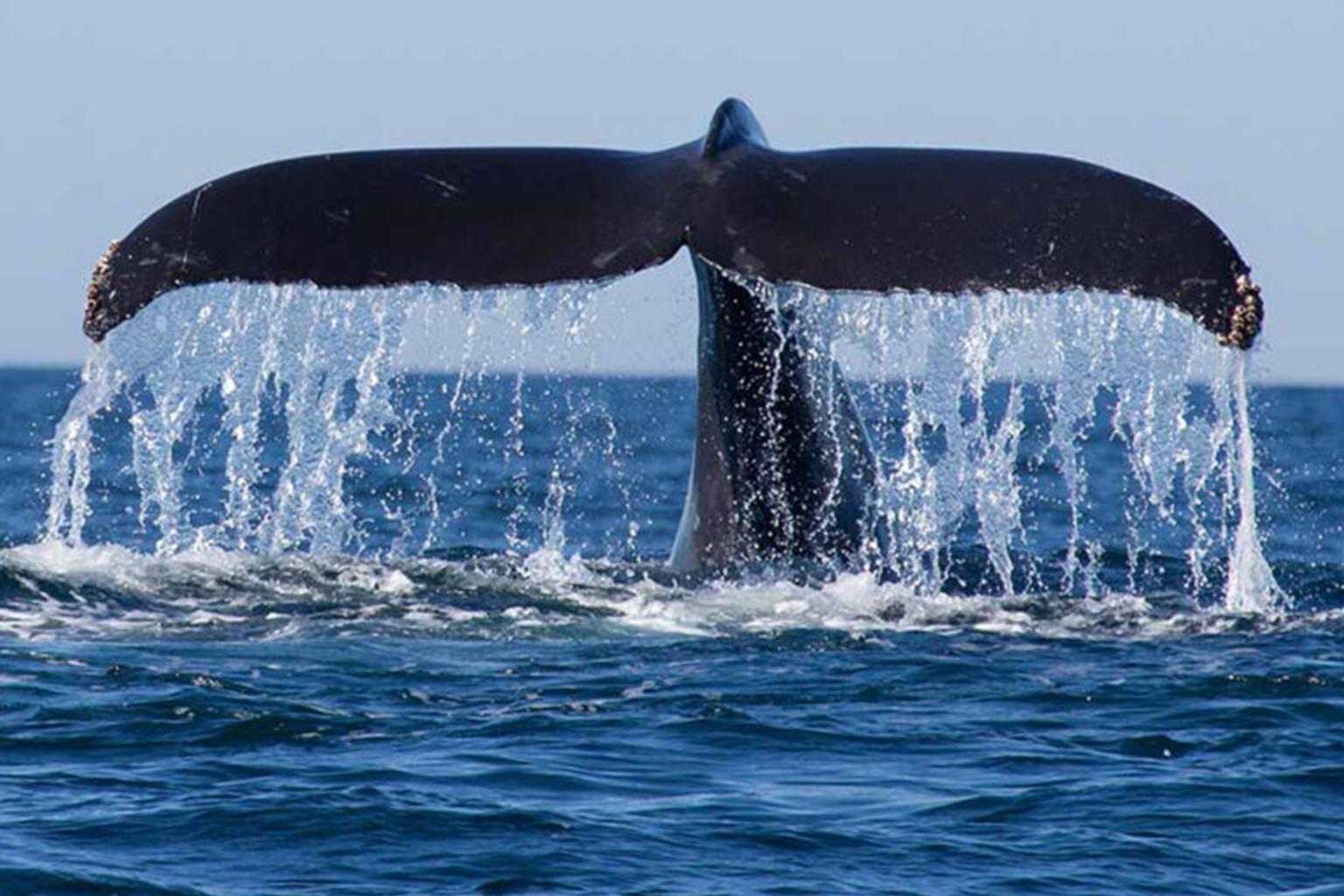 Mirissa Whale Watching Eco-Expedition