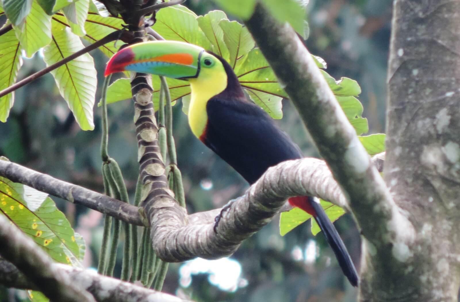 Arenal Volcano, Waterfalls, Coffee & Hot Springs Day Trip