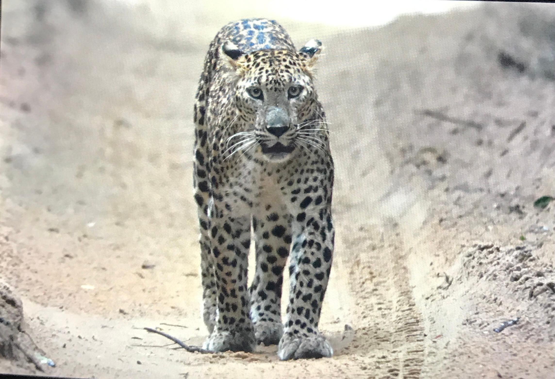 Private Wilpattu National Park Safari