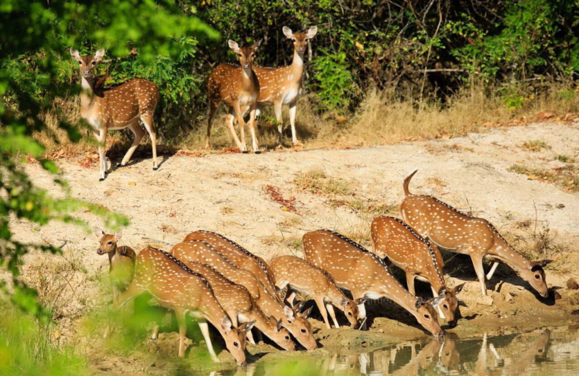Wilpattu National Park Safari Adventure from Colombo