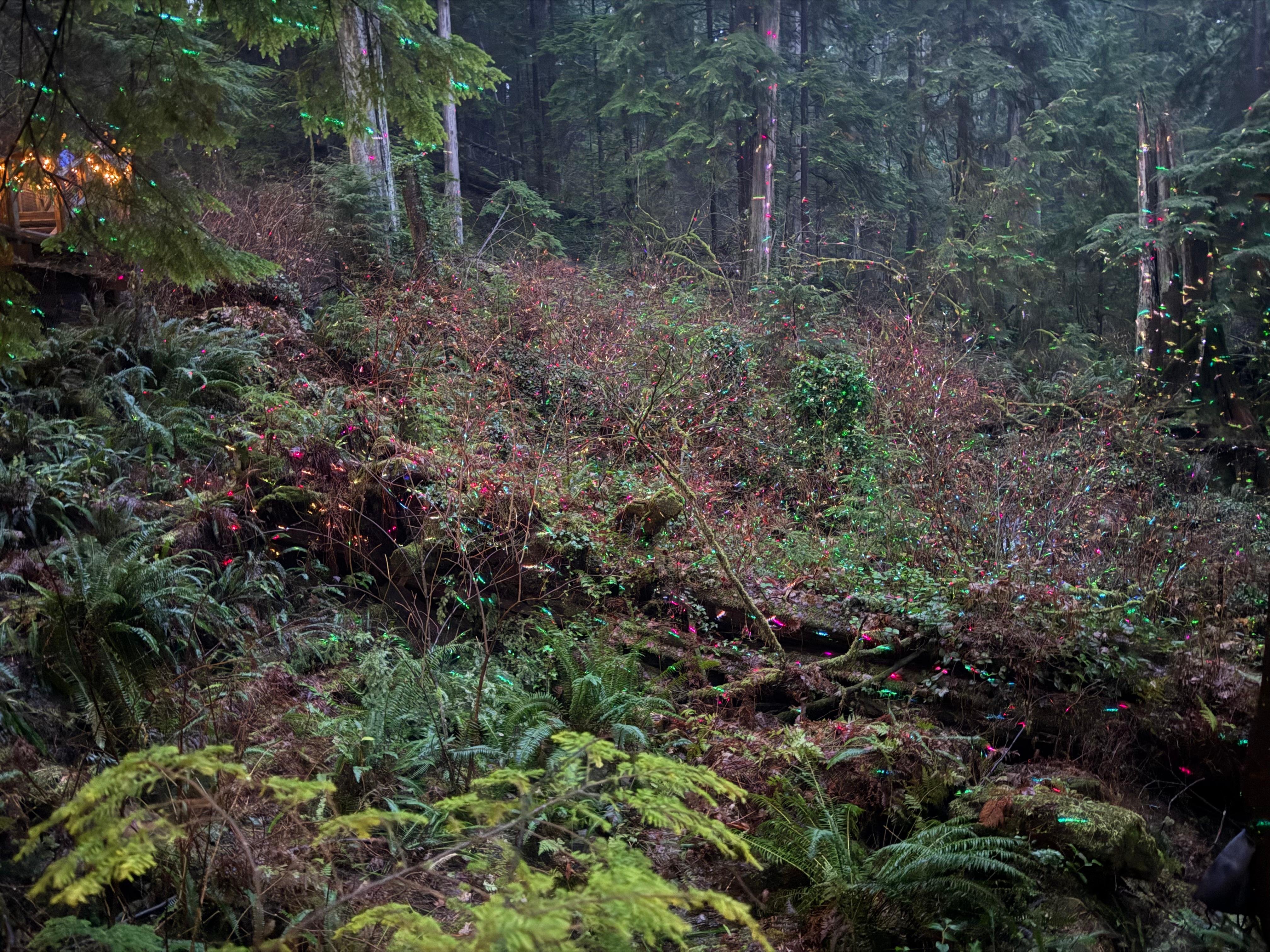 Capilano Suspension Bridge & Stanley Park Small Group Tour