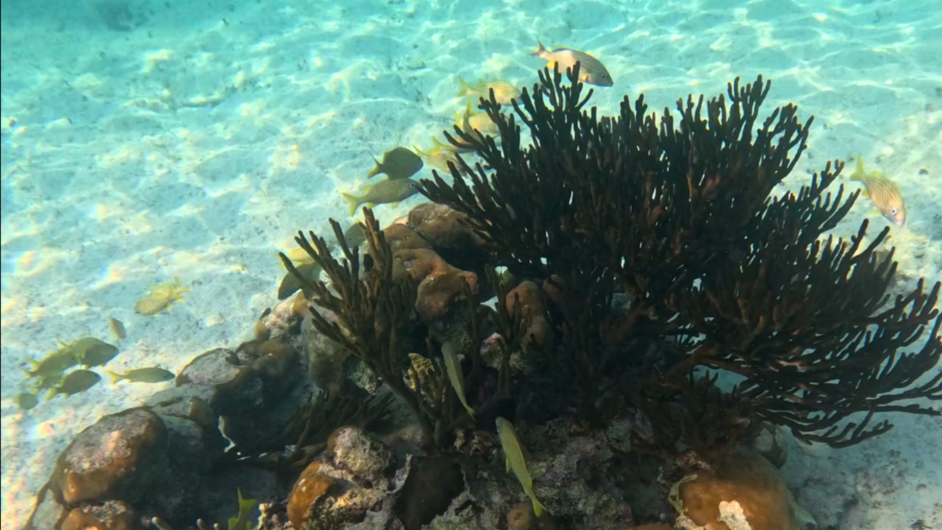 Tulum, Cenote & Akumal Sea Turtle Tour from Cancun